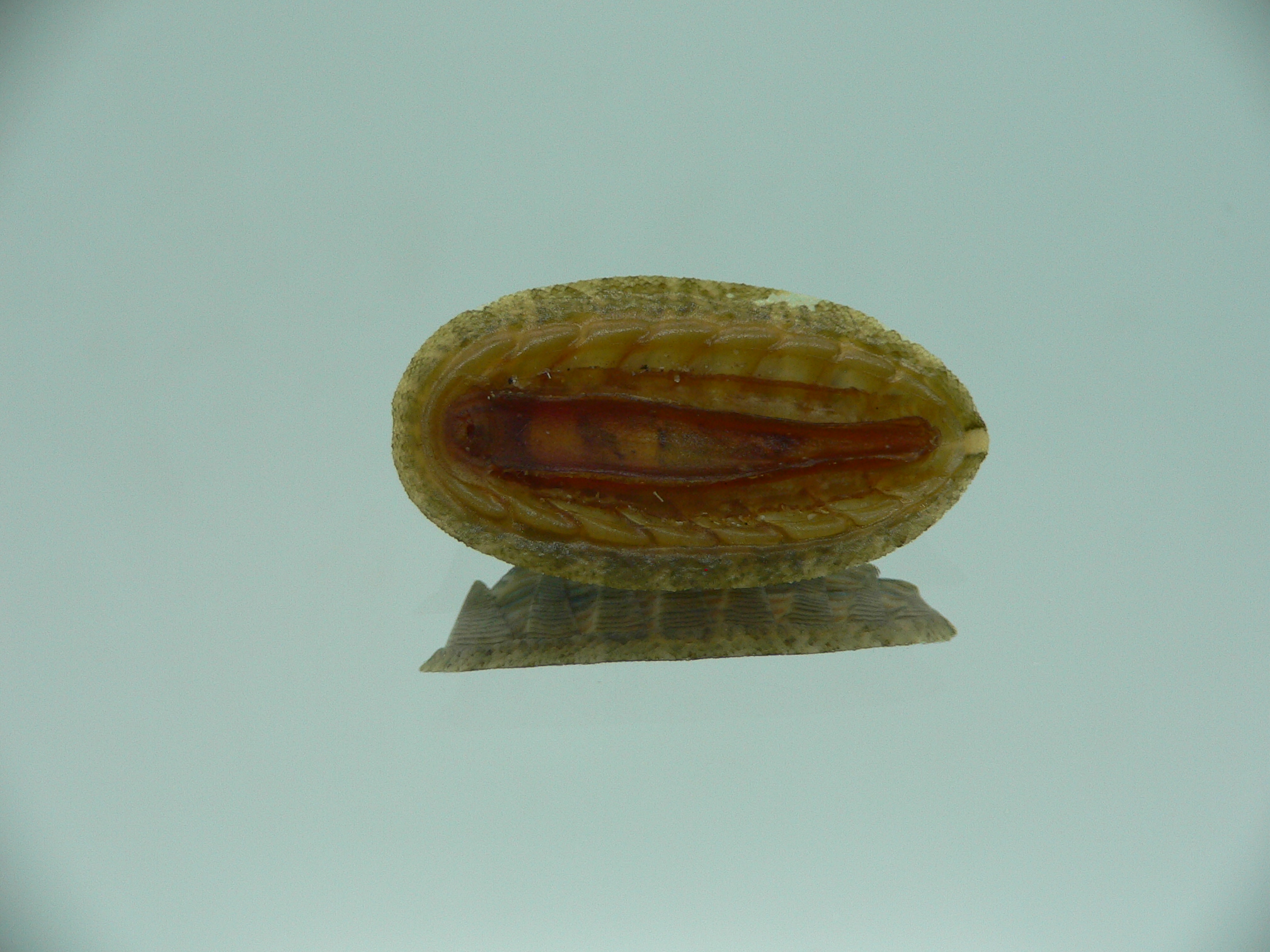 Rhyssoplax diaphora ENDEMIC & COLOR