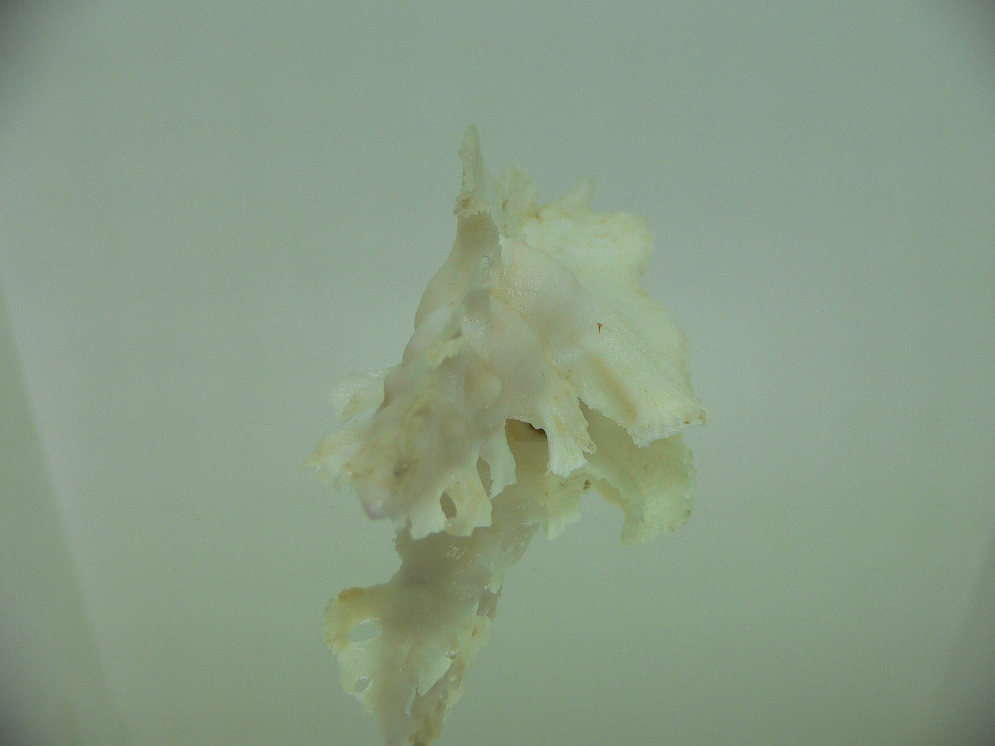Pterynotus elongatus ALBINO