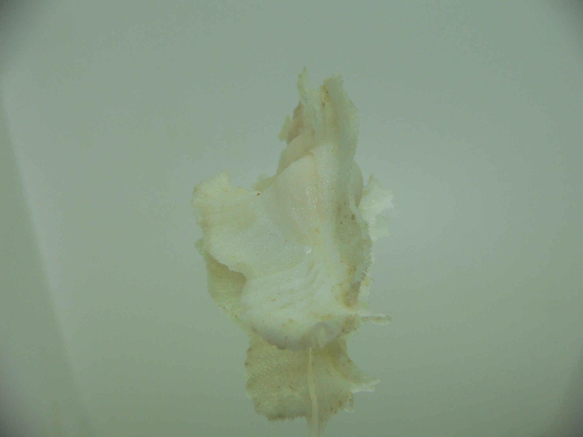 Pterynotus elongatus ALBINO