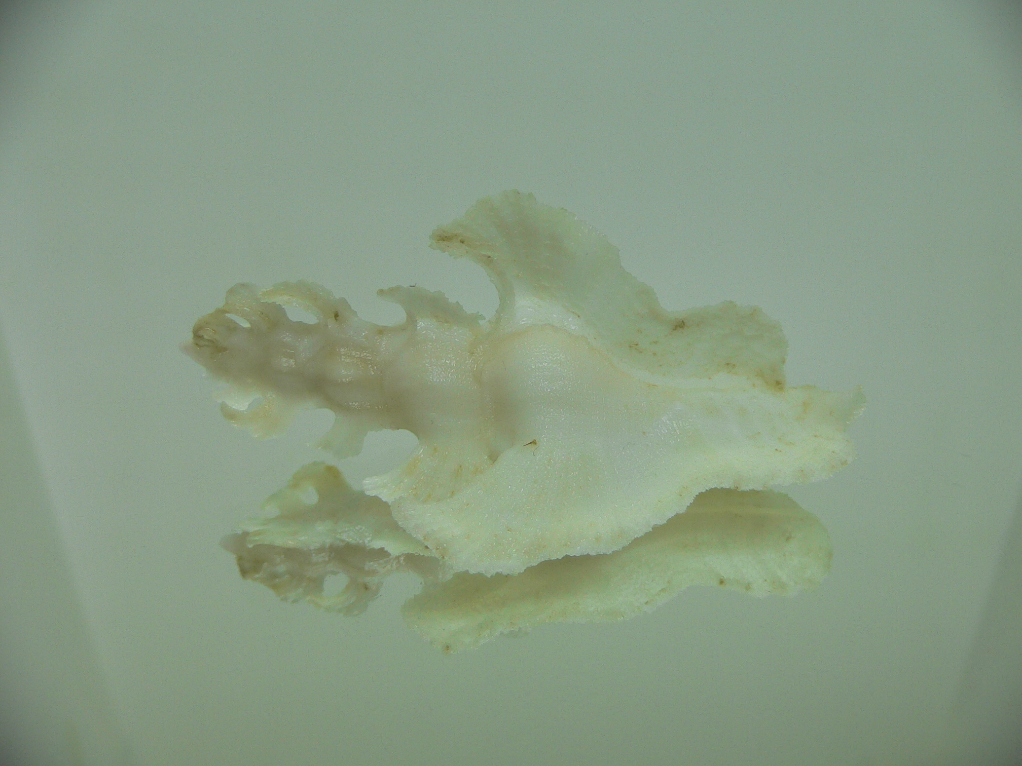 Pterynotus elongatus ALBINO