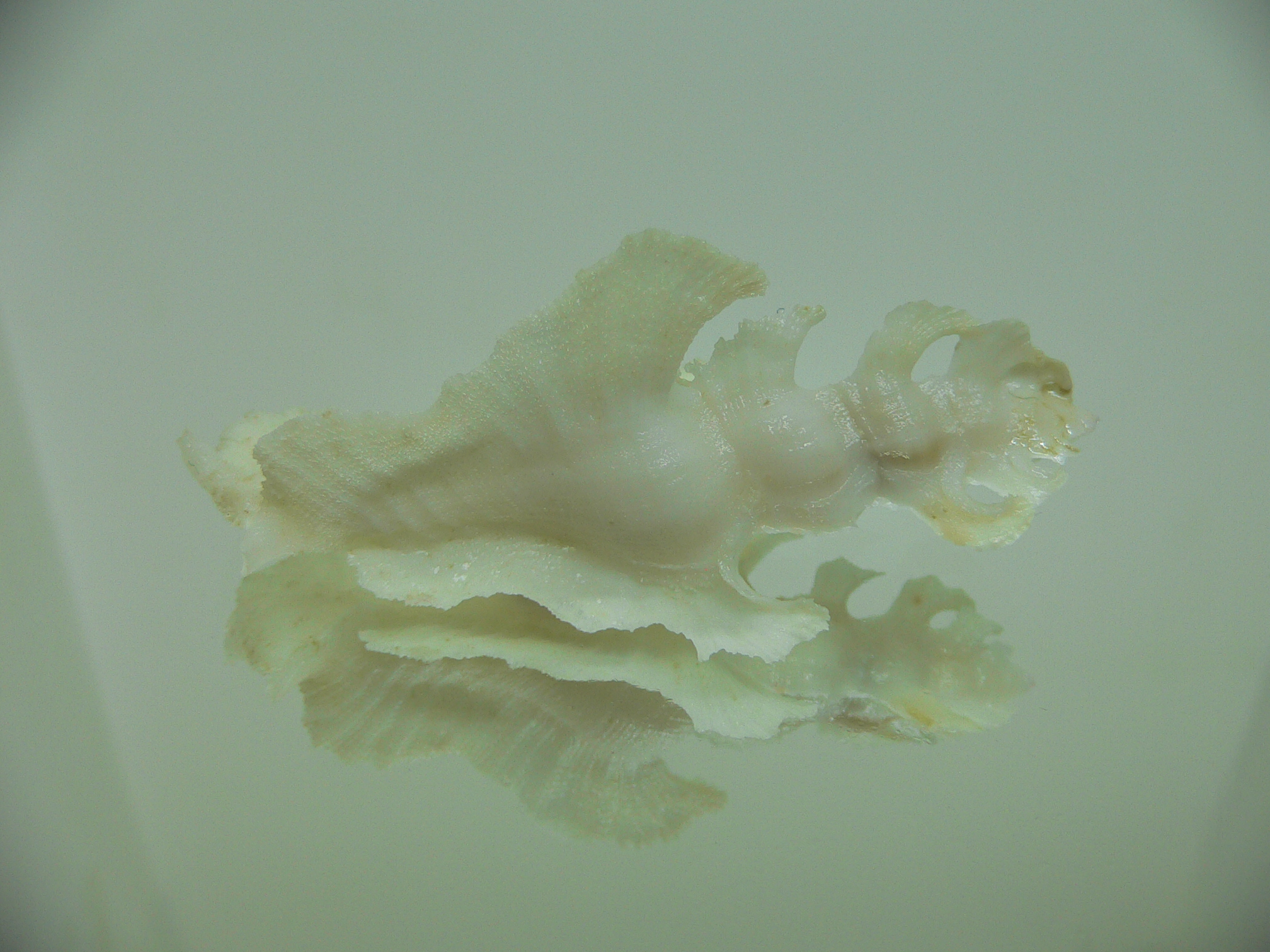 Pterynotus elongatus ALBINO