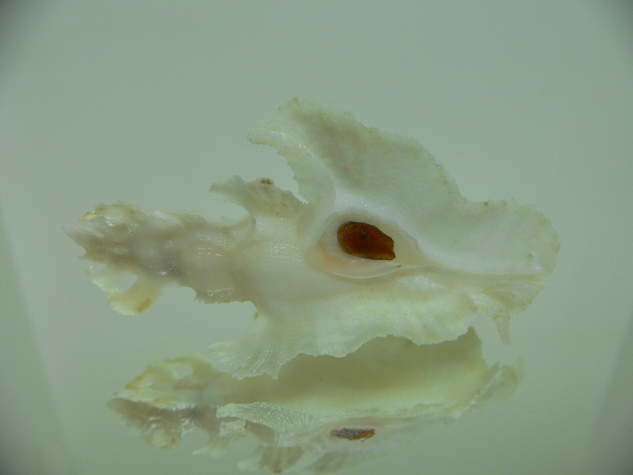 Pterynotus elongatus ALBINO