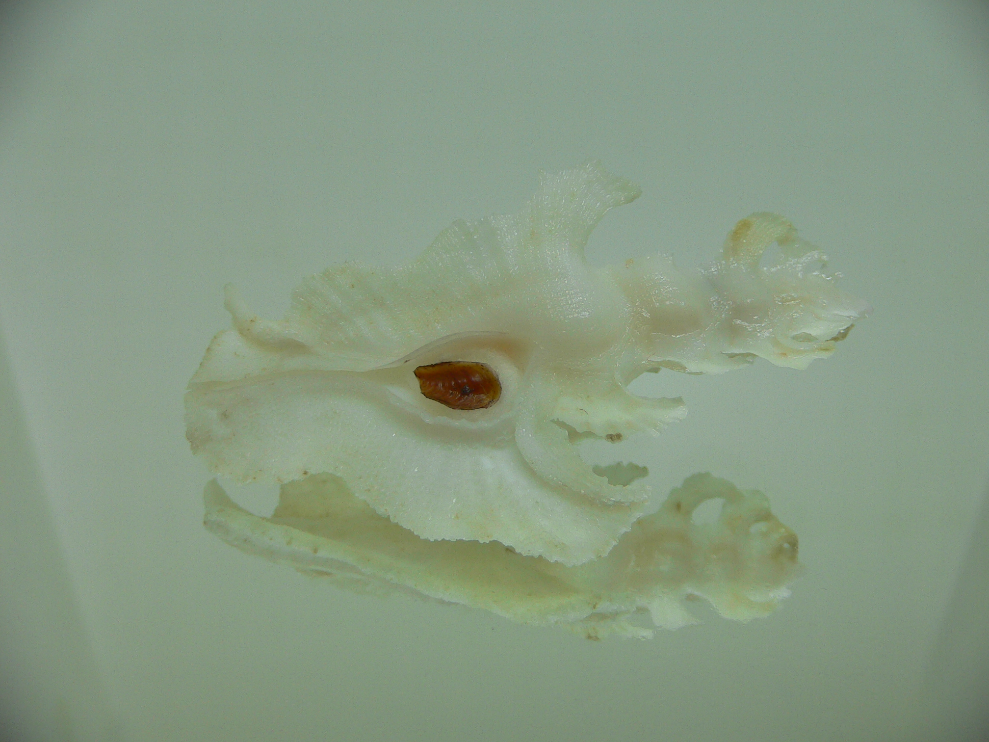 Pterynotus elongatus ALBINO