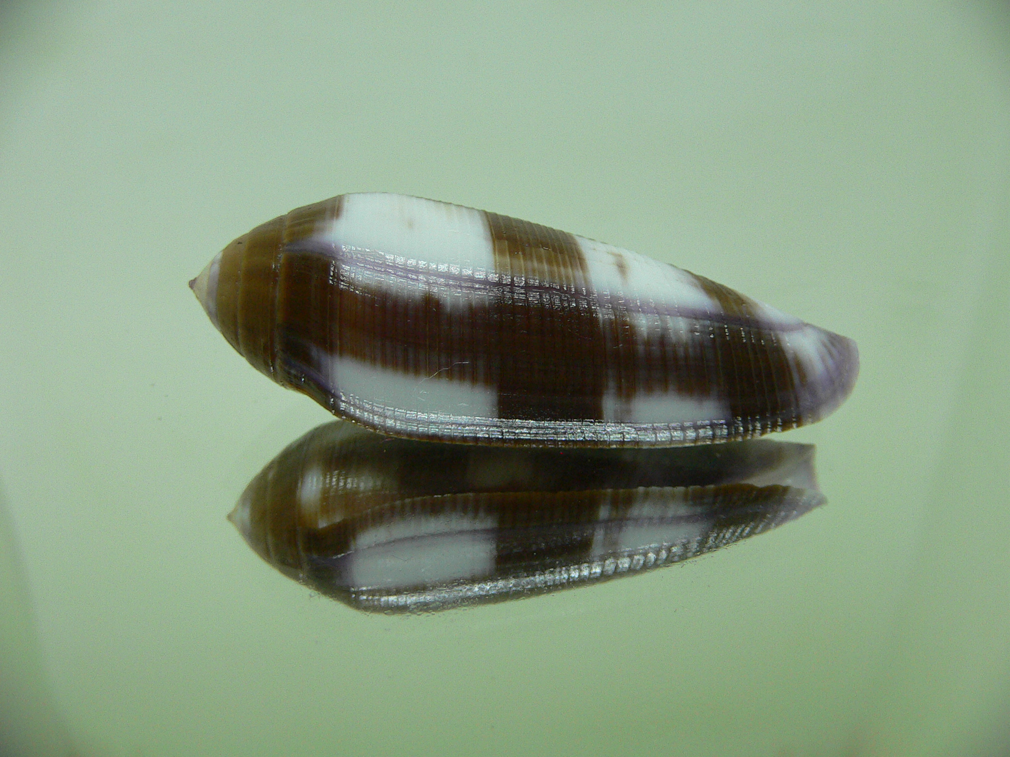 Conus violaceus SUPER COLOR