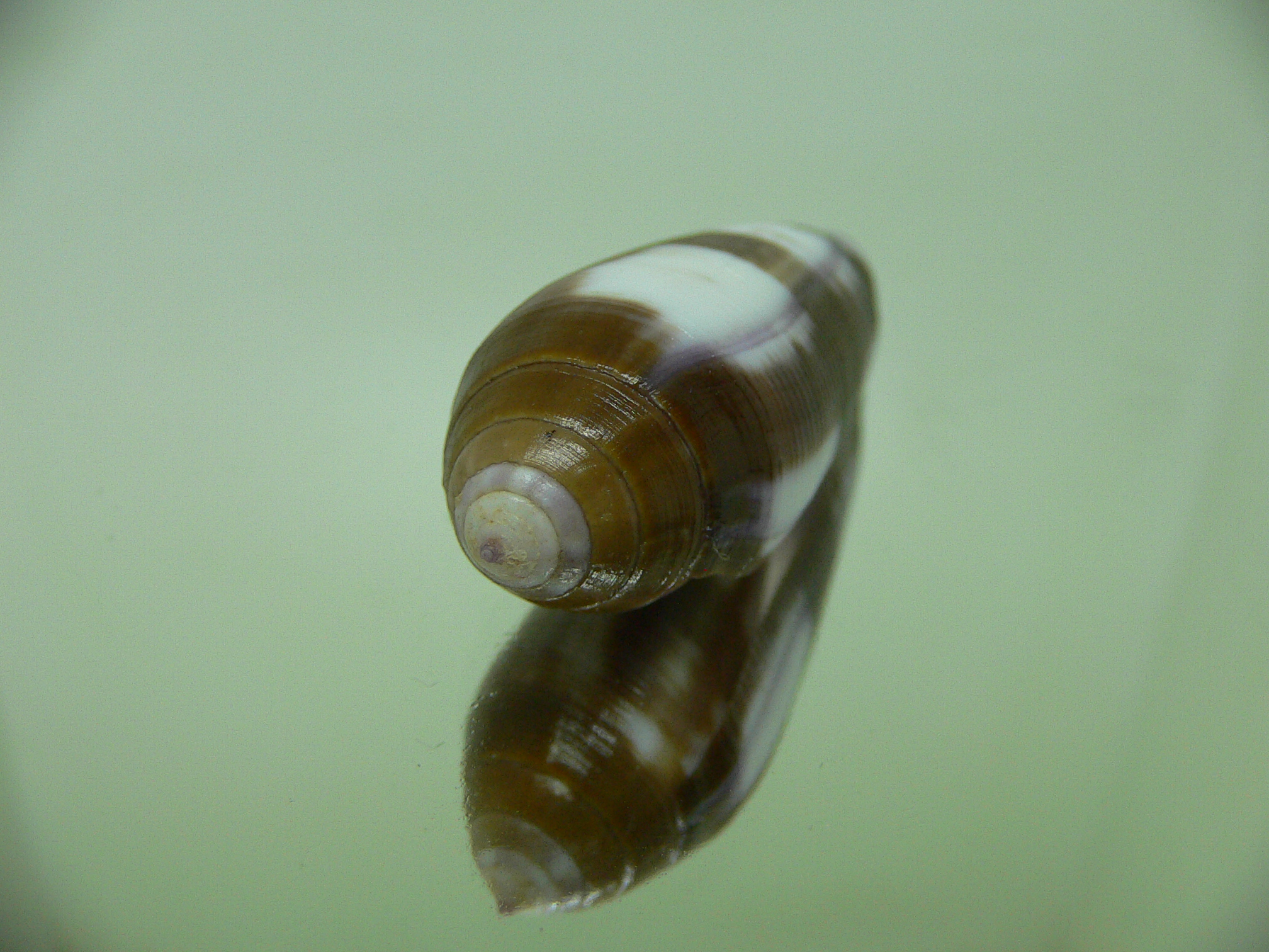 Conus violaceus SUPER COLOR