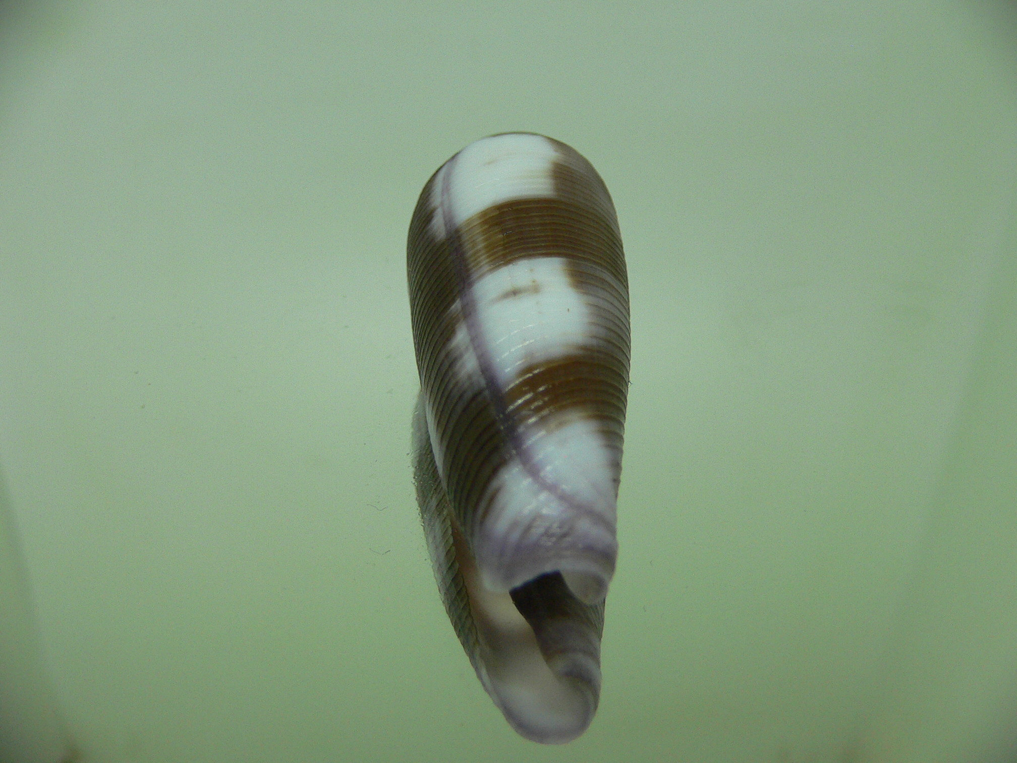 Conus violaceus SUPER COLOR