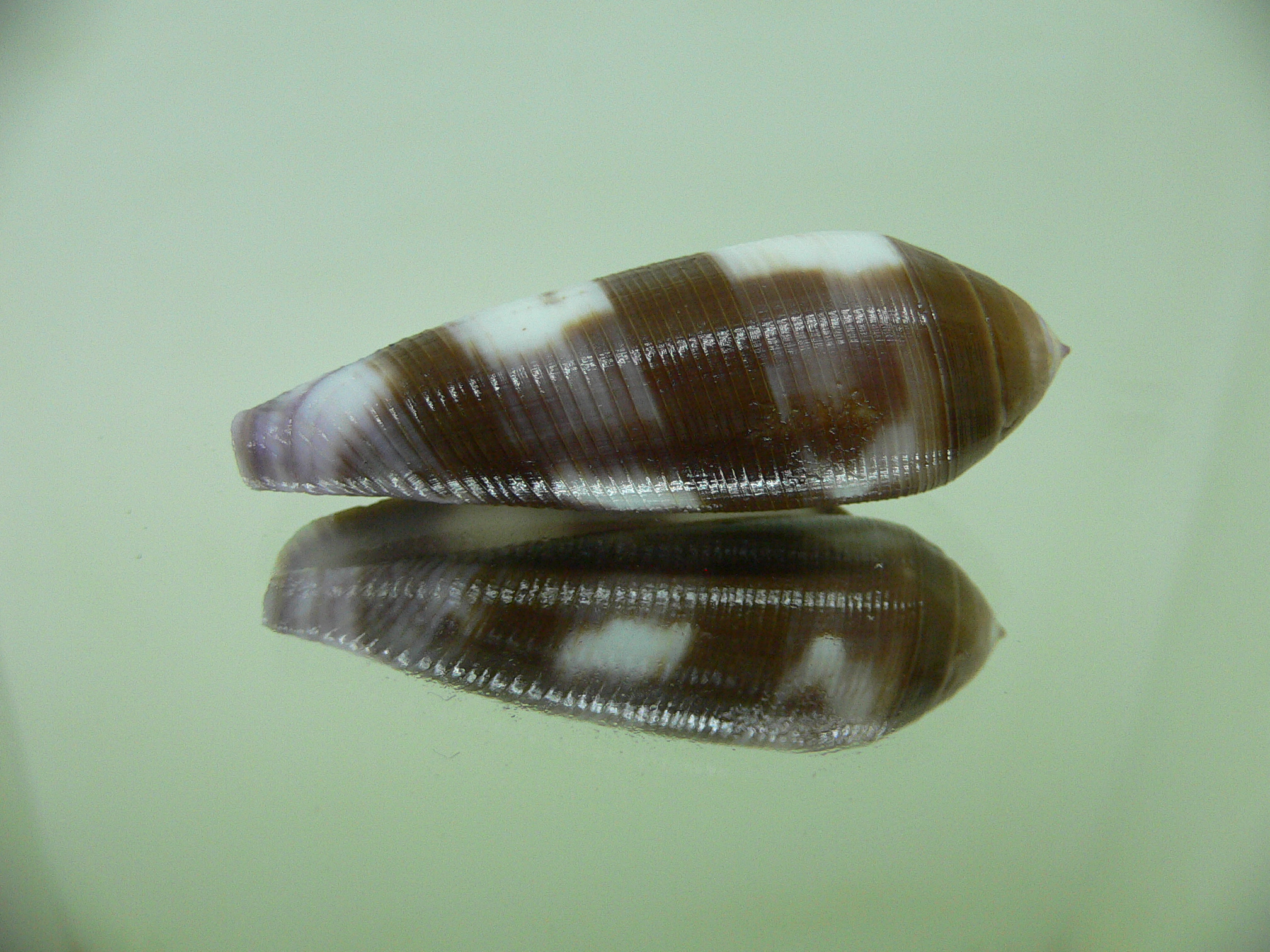 Conus violaceus SUPER COLOR