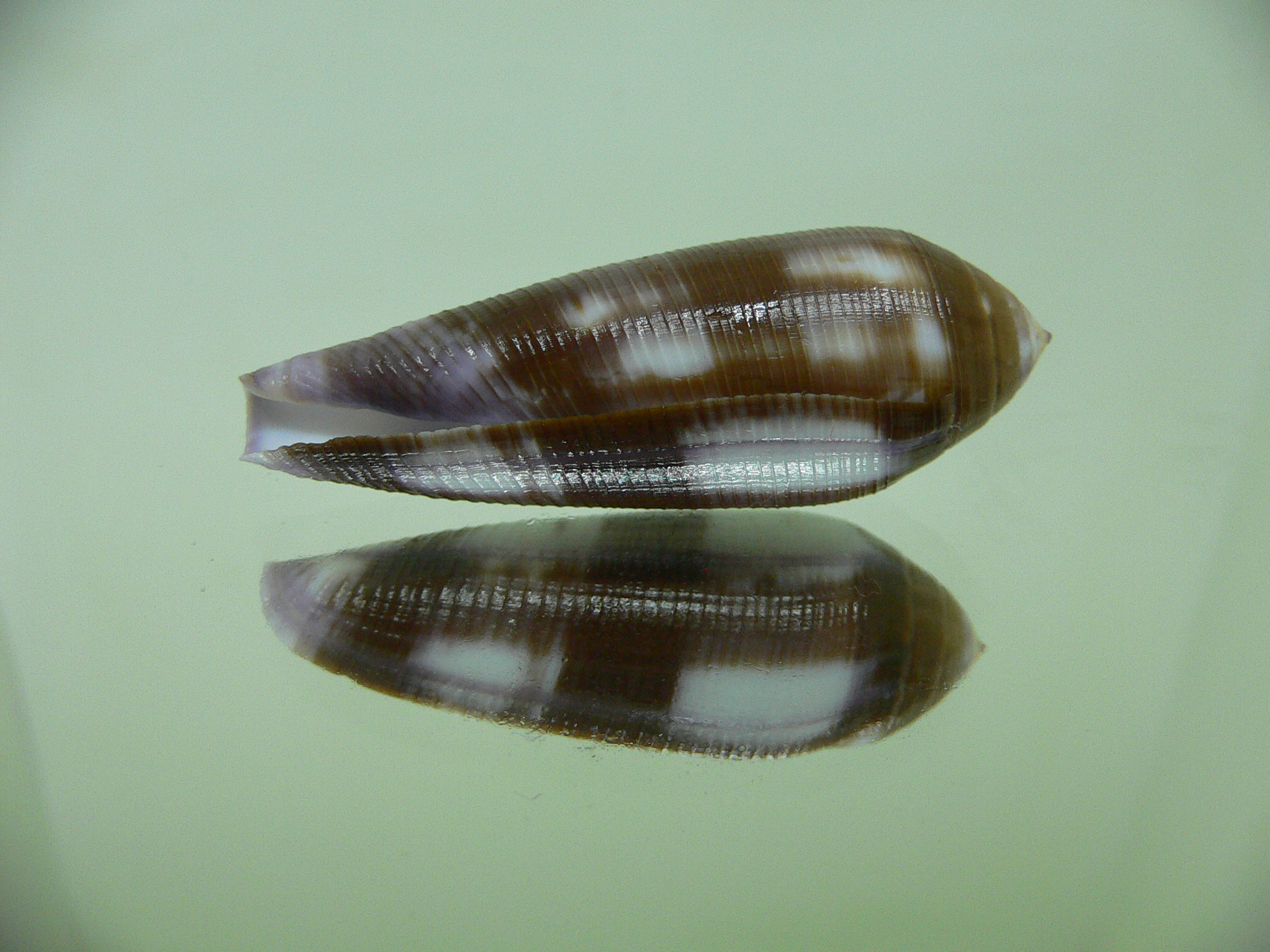 Conus violaceus SUPER COLOR