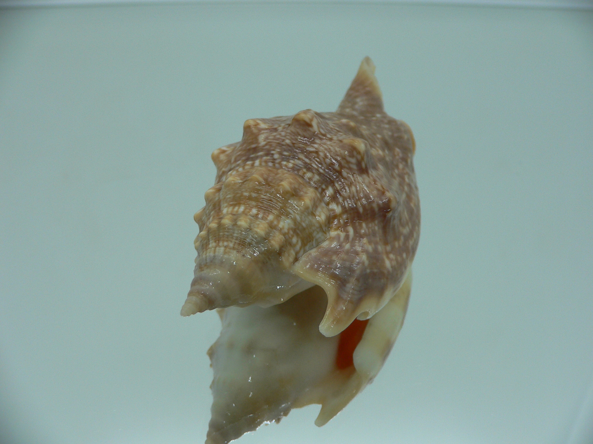 Euprotomus aurora RARE & SUPER