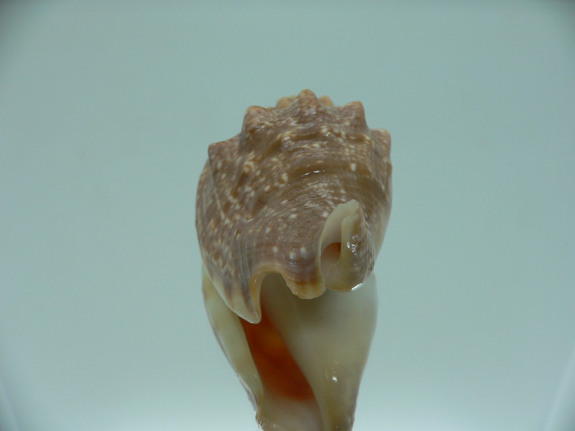 Euprotomus aurora RARE & SUPER
