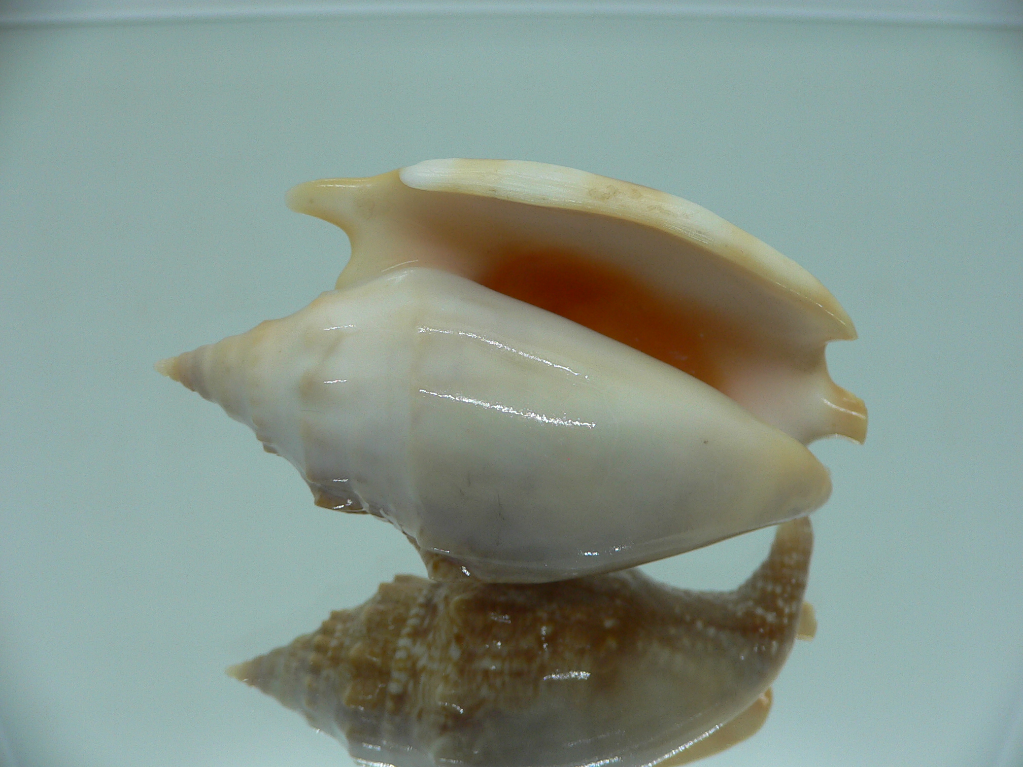 Euprotomus aurora RARE & SUPER