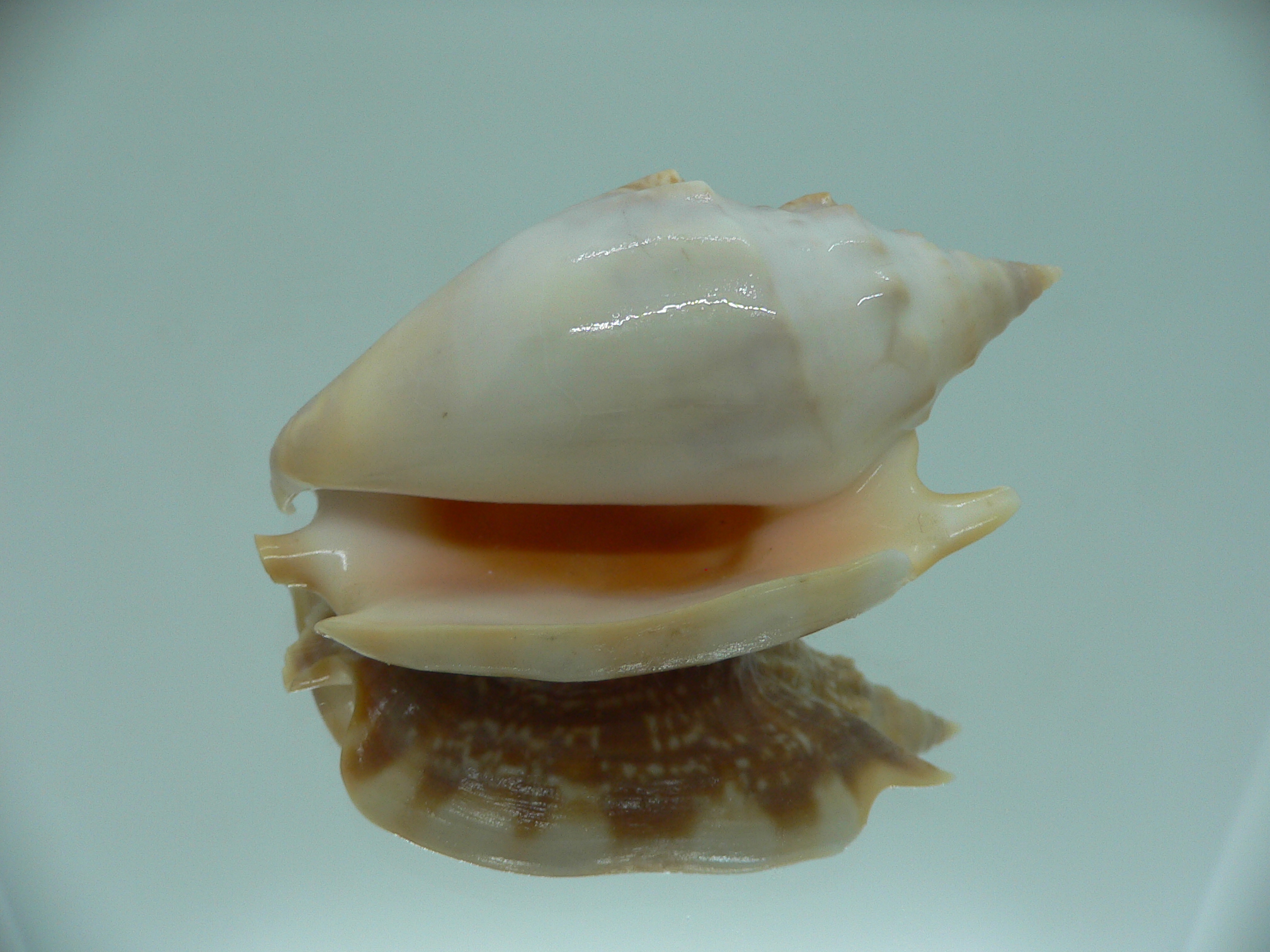 Euprotomus aurora RARE & SUPER