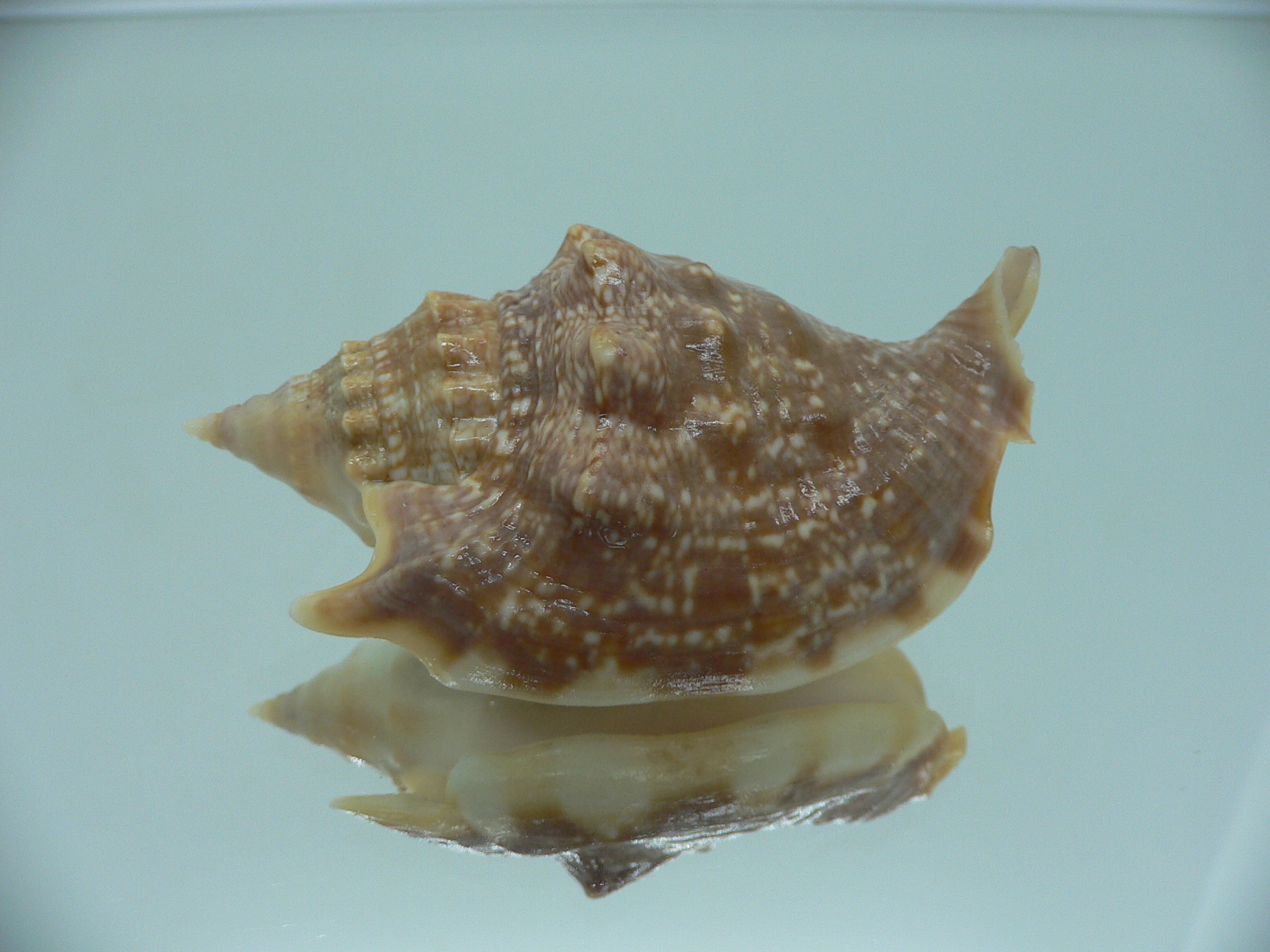 Euprotomus aurora RARE & SUPER