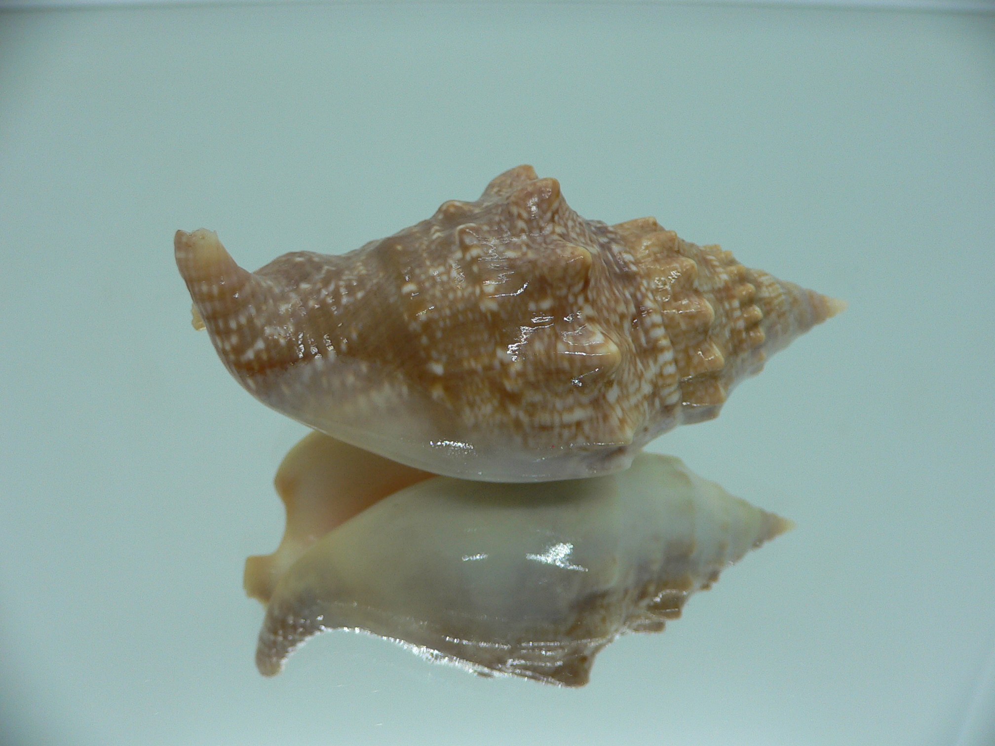 Euprotomus aurora RARE & SUPER