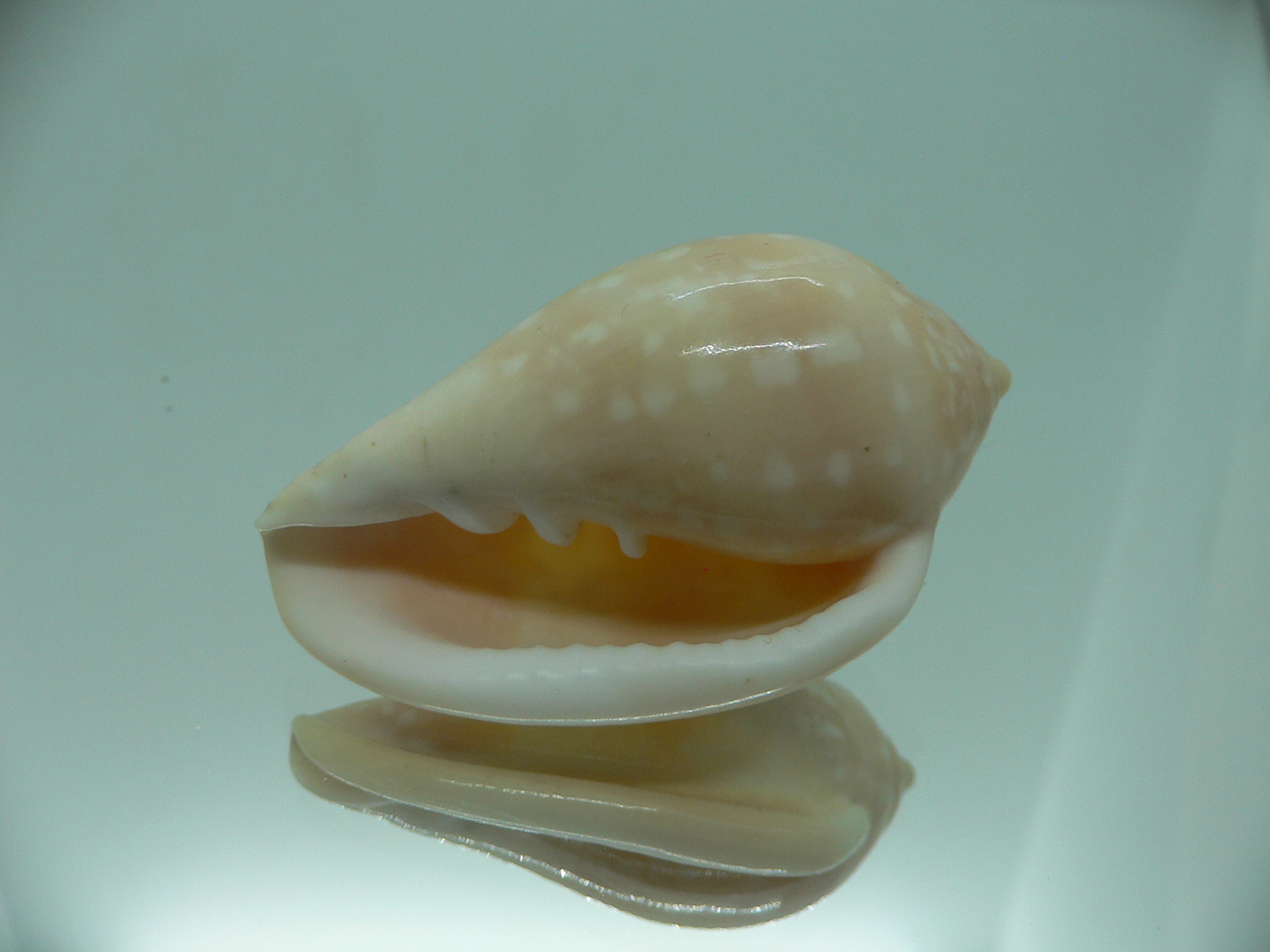 Marginella pseudosebastiani BIG & WIDE