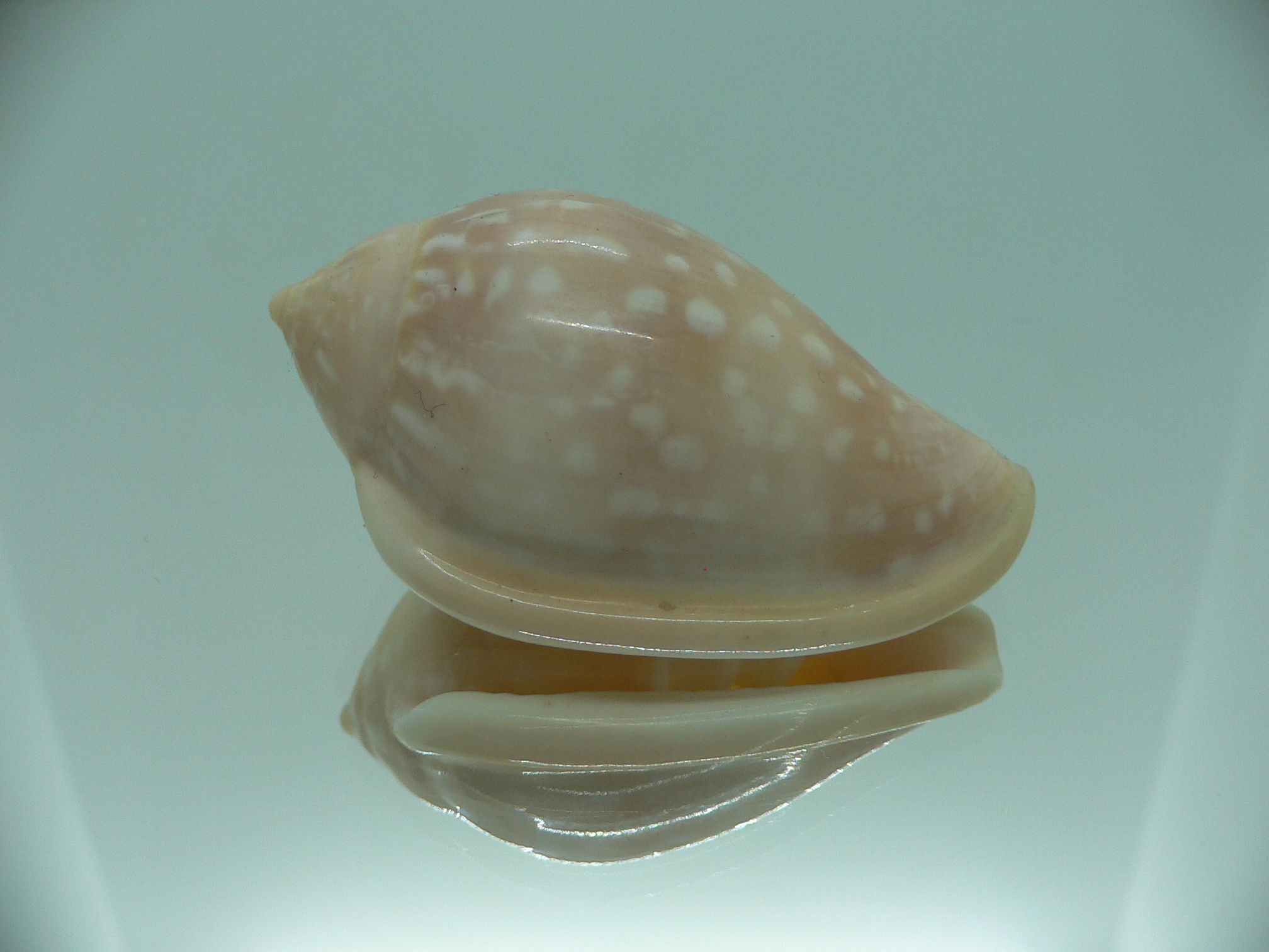 Marginella pseudosebastiani BIG & WIDE