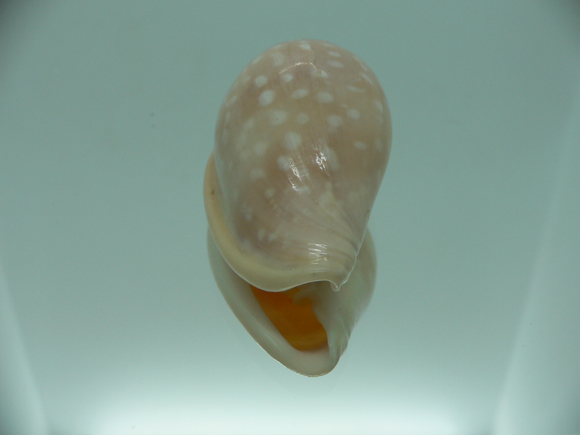Marginella pseudosebastiani BIG & WIDE