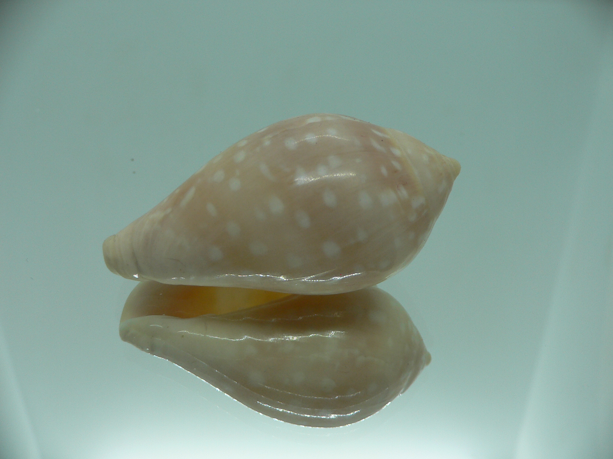 Marginella pseudosebastiani BIG & WIDE