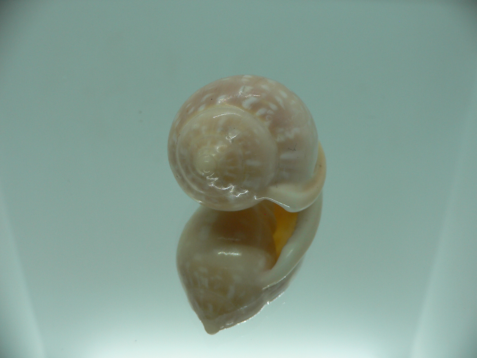 Marginella pseudosebastiani BIG & WIDE