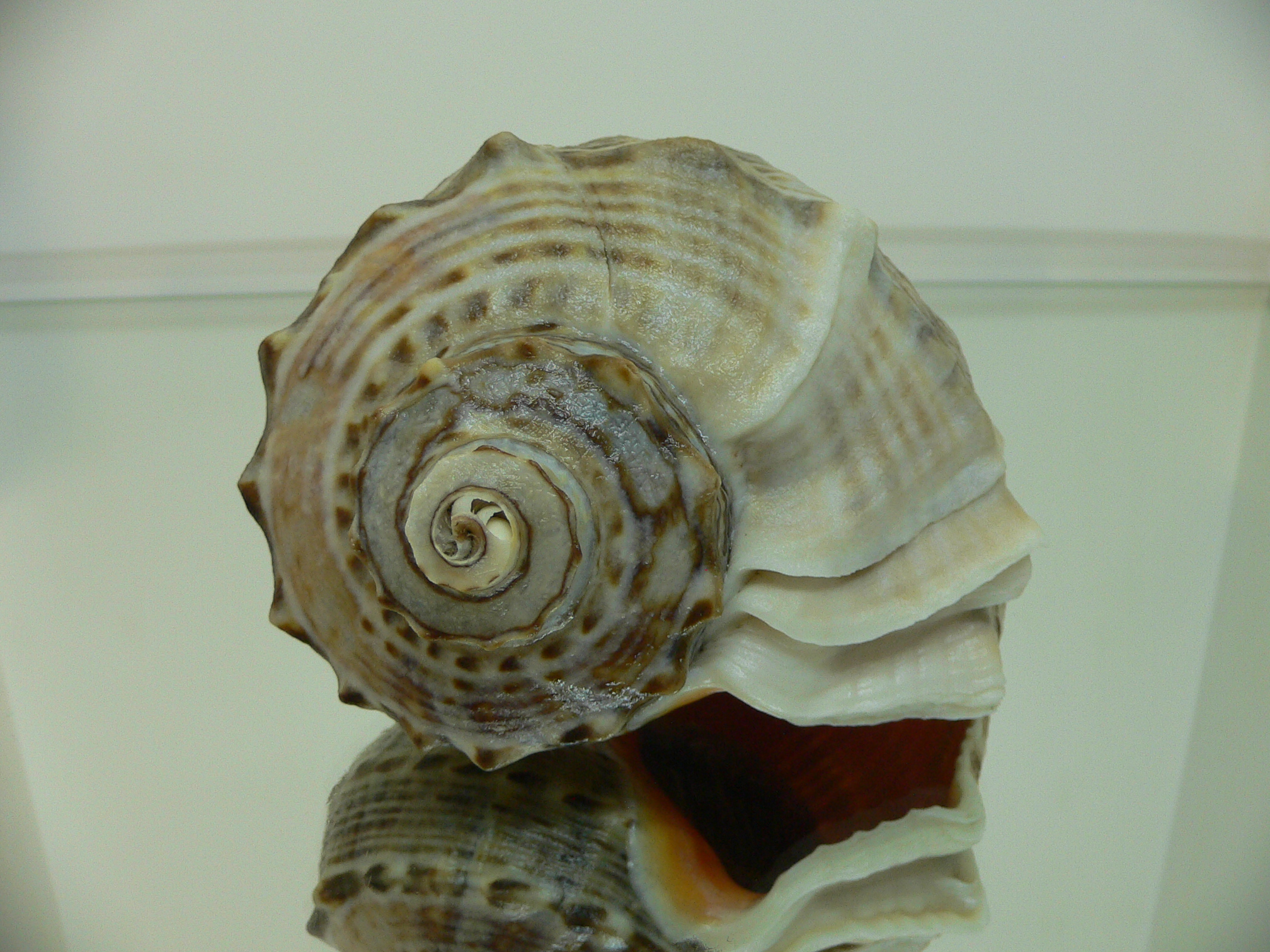 Rapana venosa WIDE