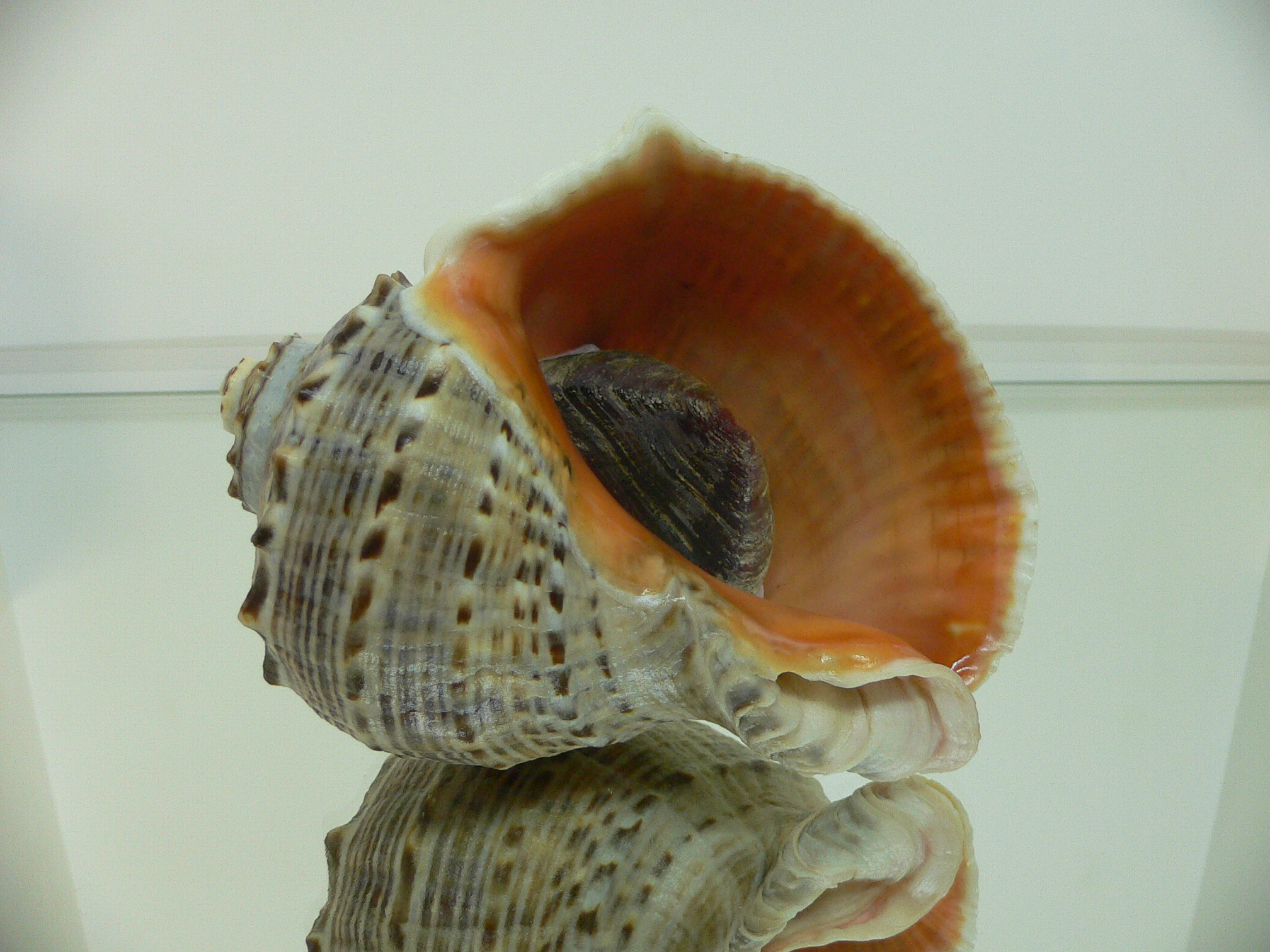 Rapana venosa WIDE