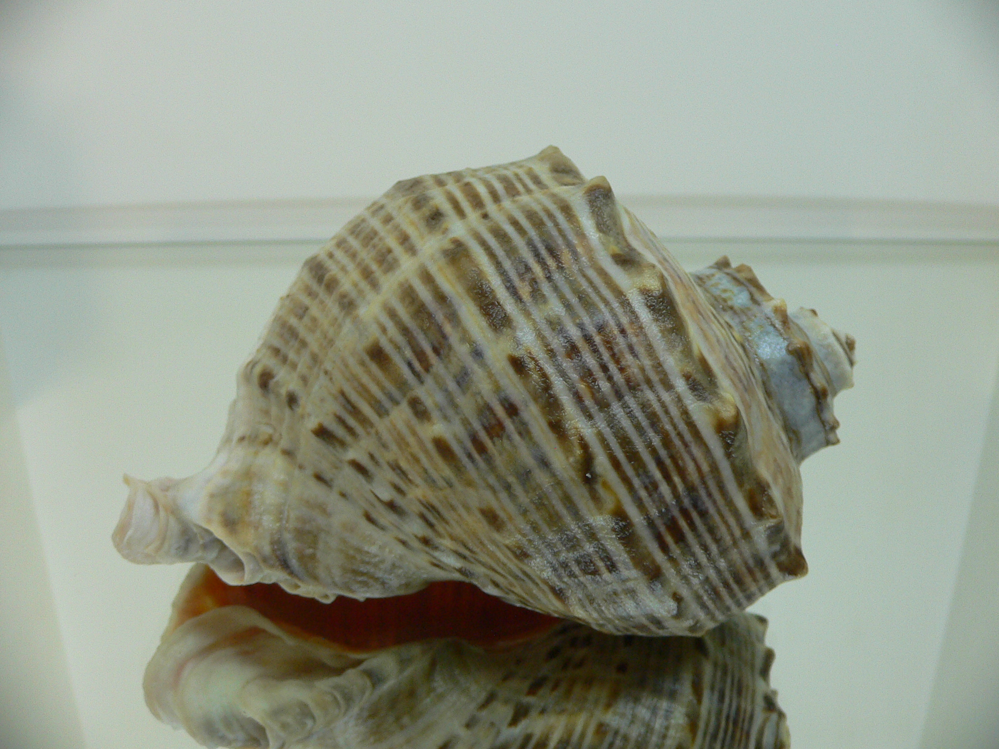 Rapana venosa WIDE