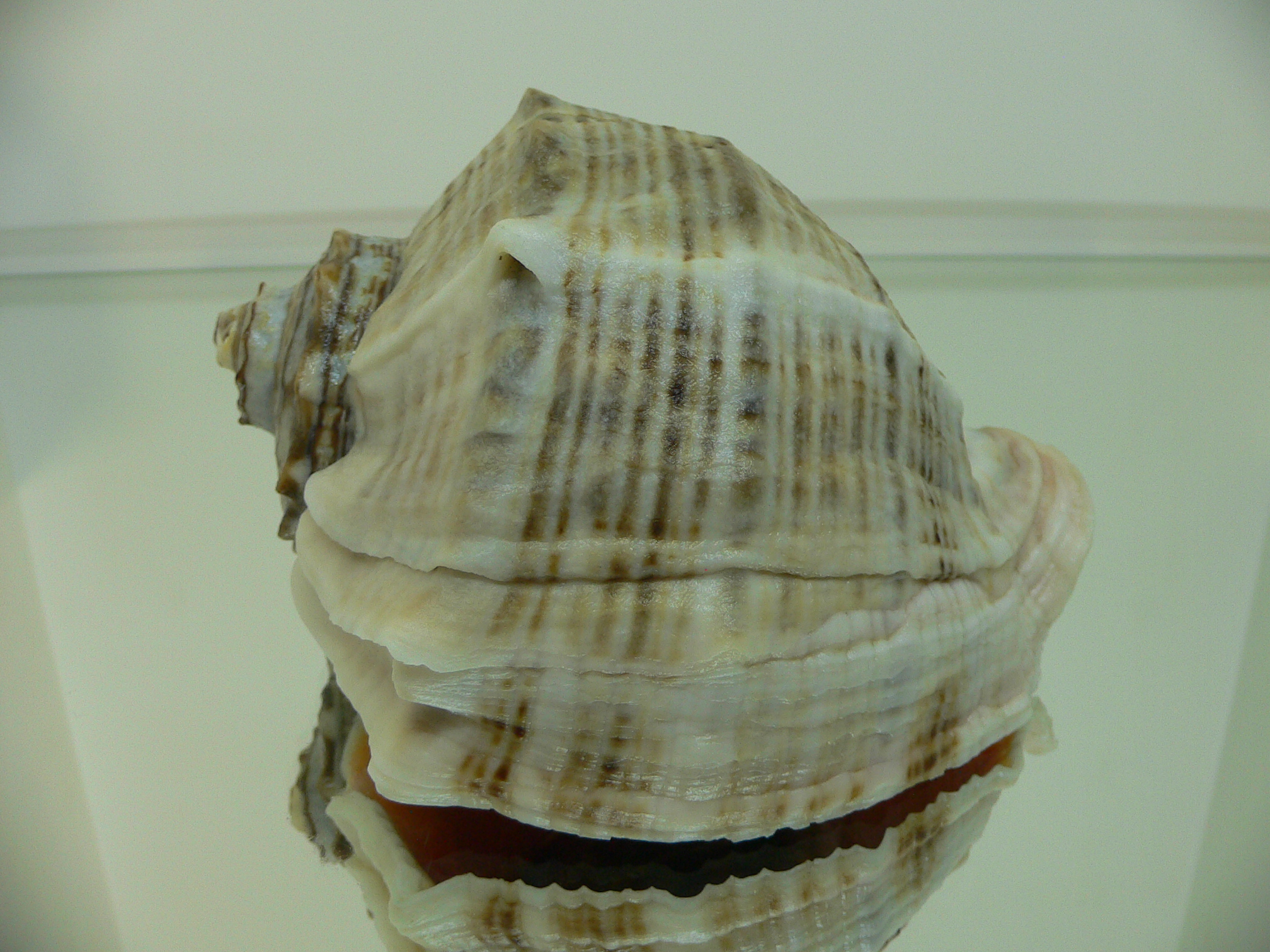 Rapana venosa WIDE