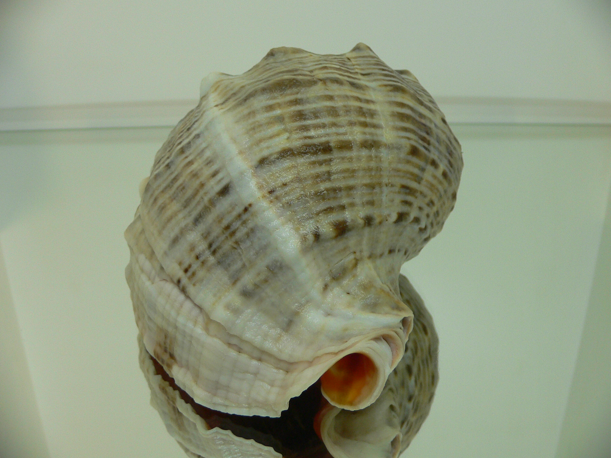 Rapana venosa WIDE