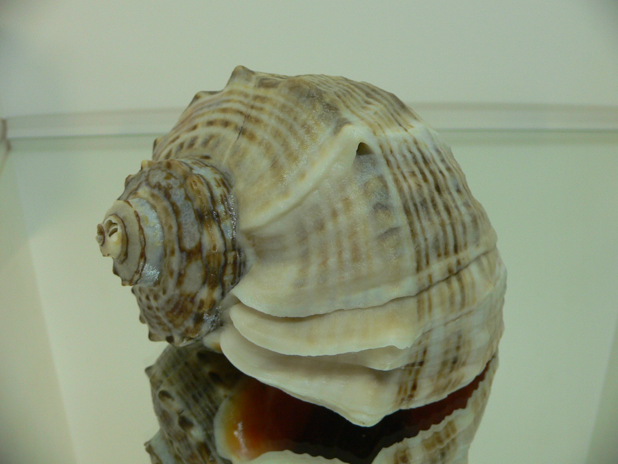 Rapana venosa WIDE