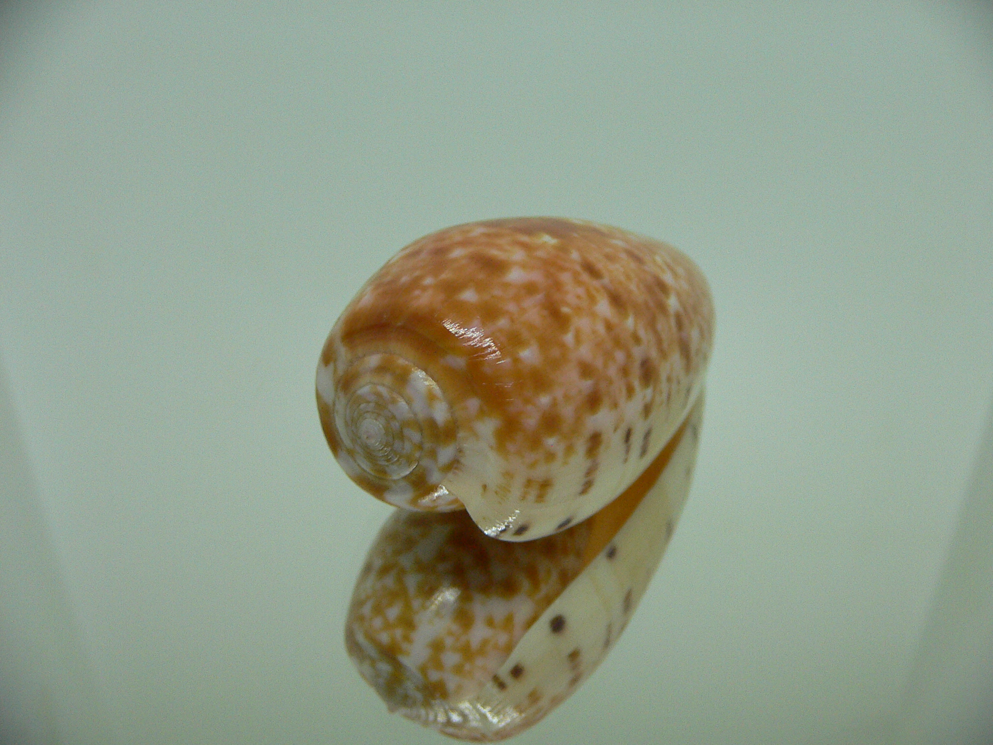 Conus bullatus articulatus (var.)