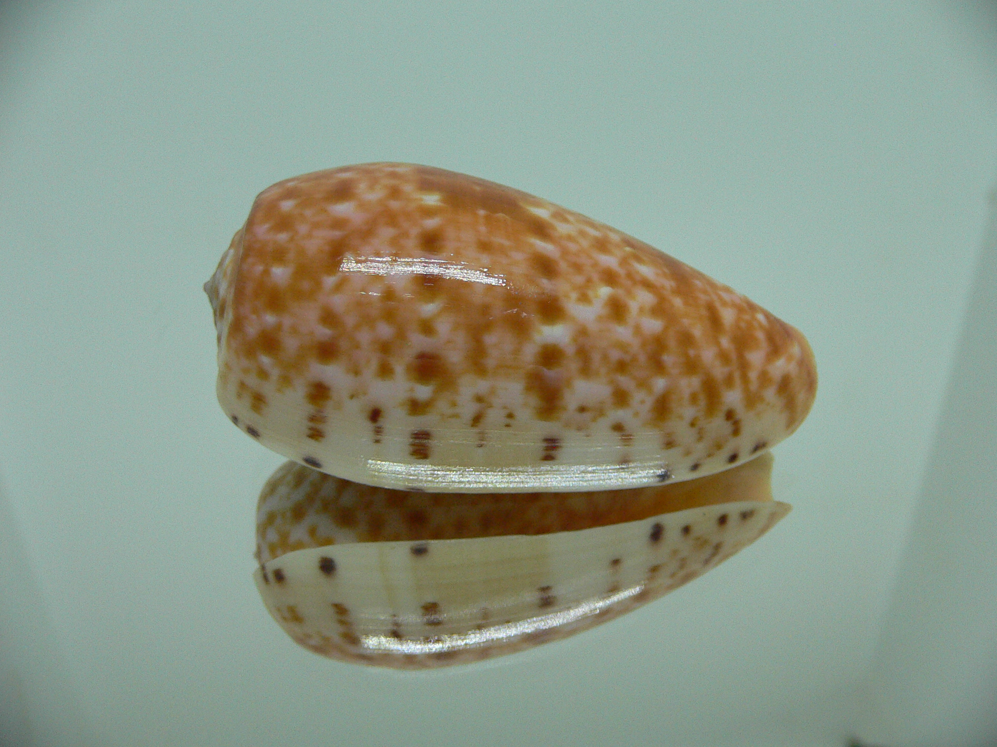 Conus bullatus articulatus (var.)