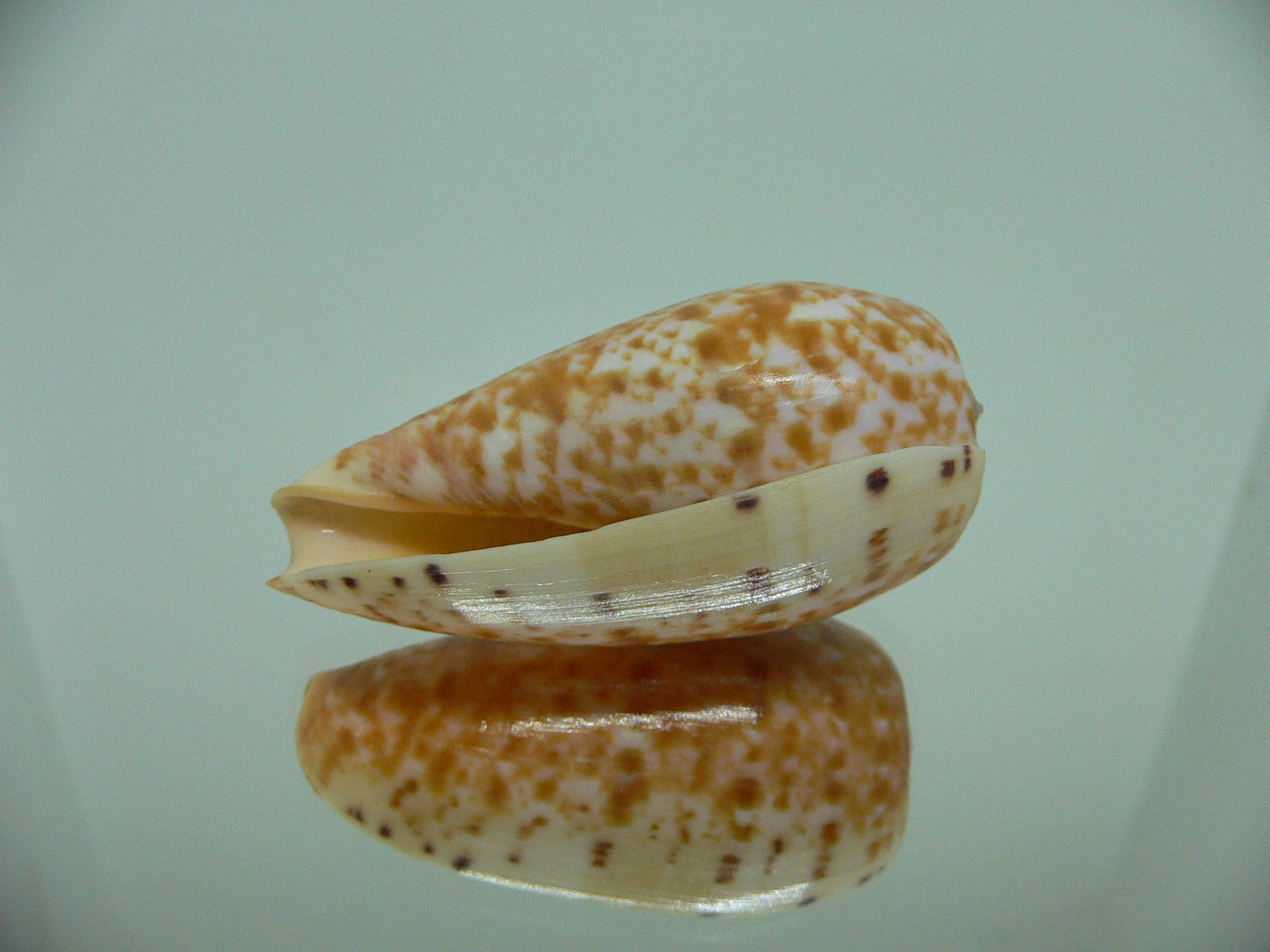 Conus bullatus articulatus (var.)