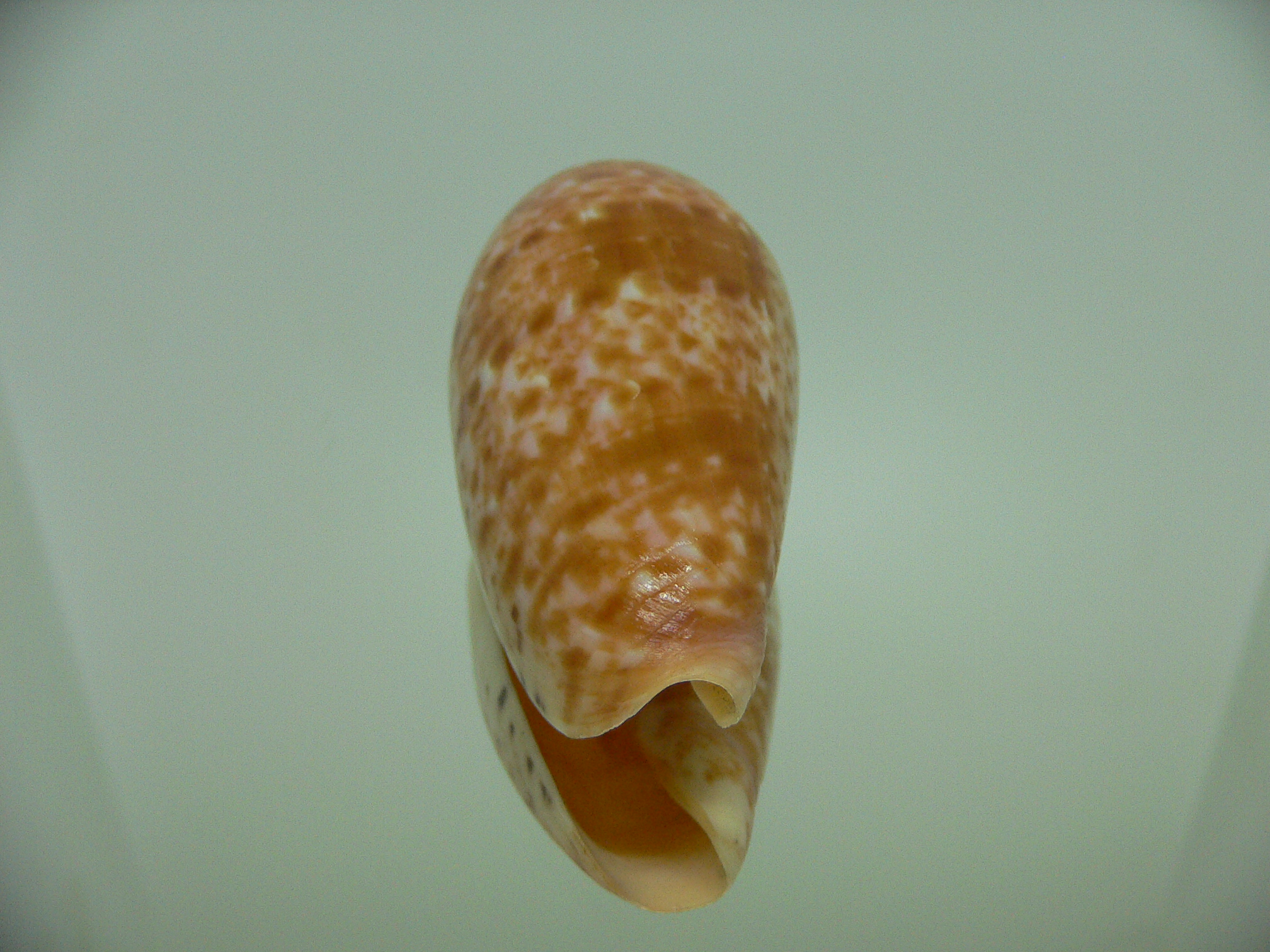 Conus bullatus articulatus (var.)