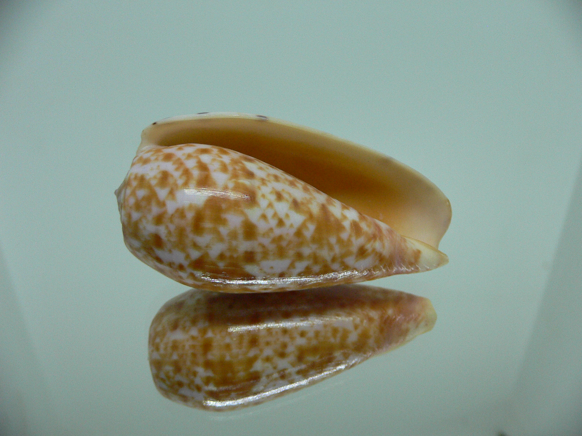 Conus bullatus articulatus (var.)