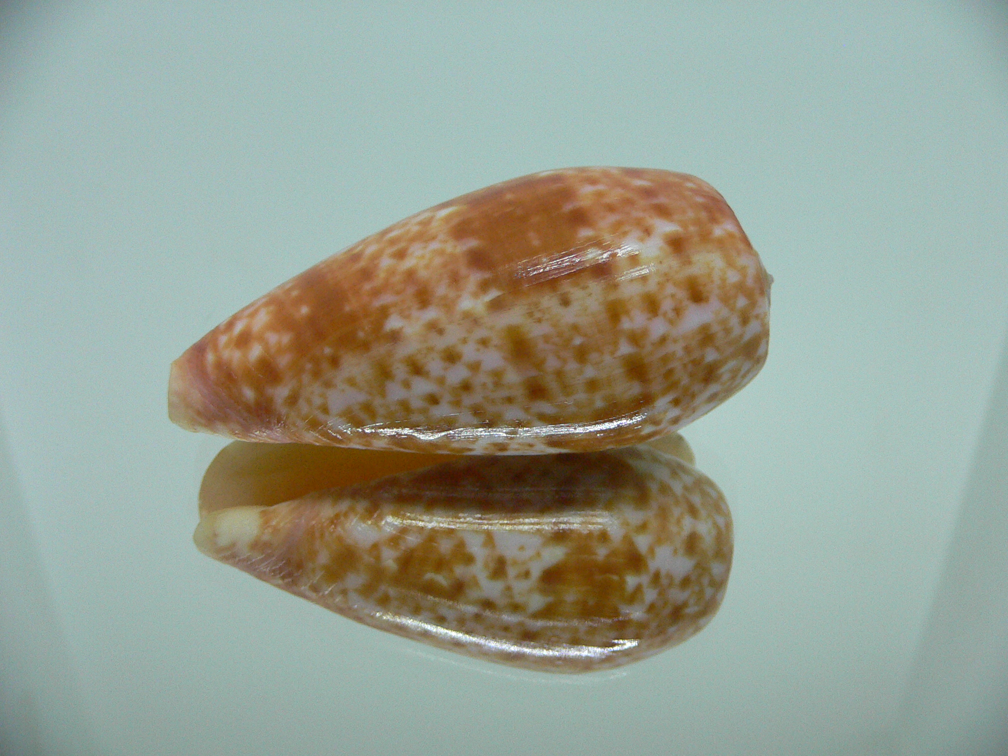 Conus bullatus articulatus (var.)