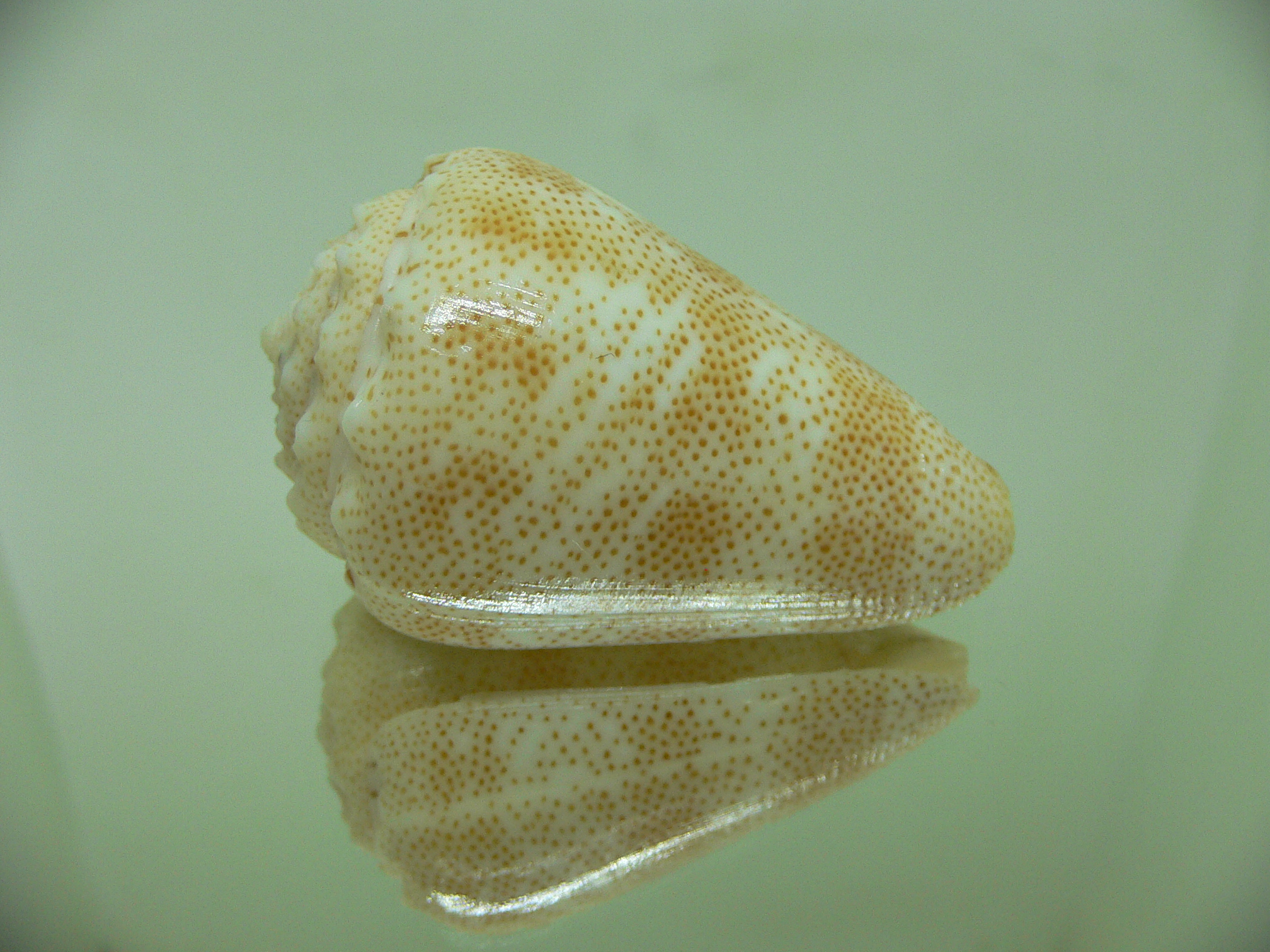 Conus arenatus bizonus (var.) BIG