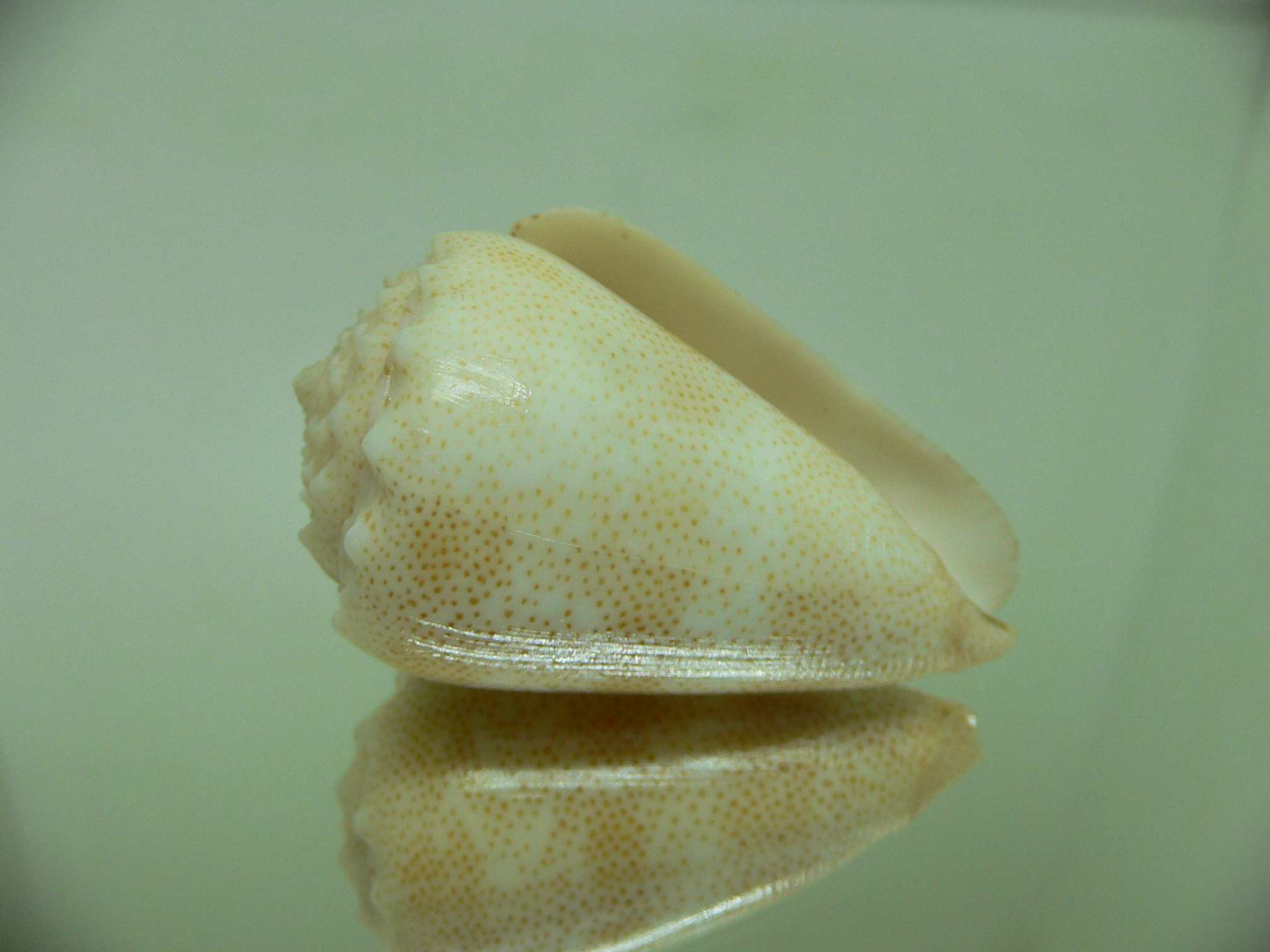 Conus arenatus bizonus (var.) BIG