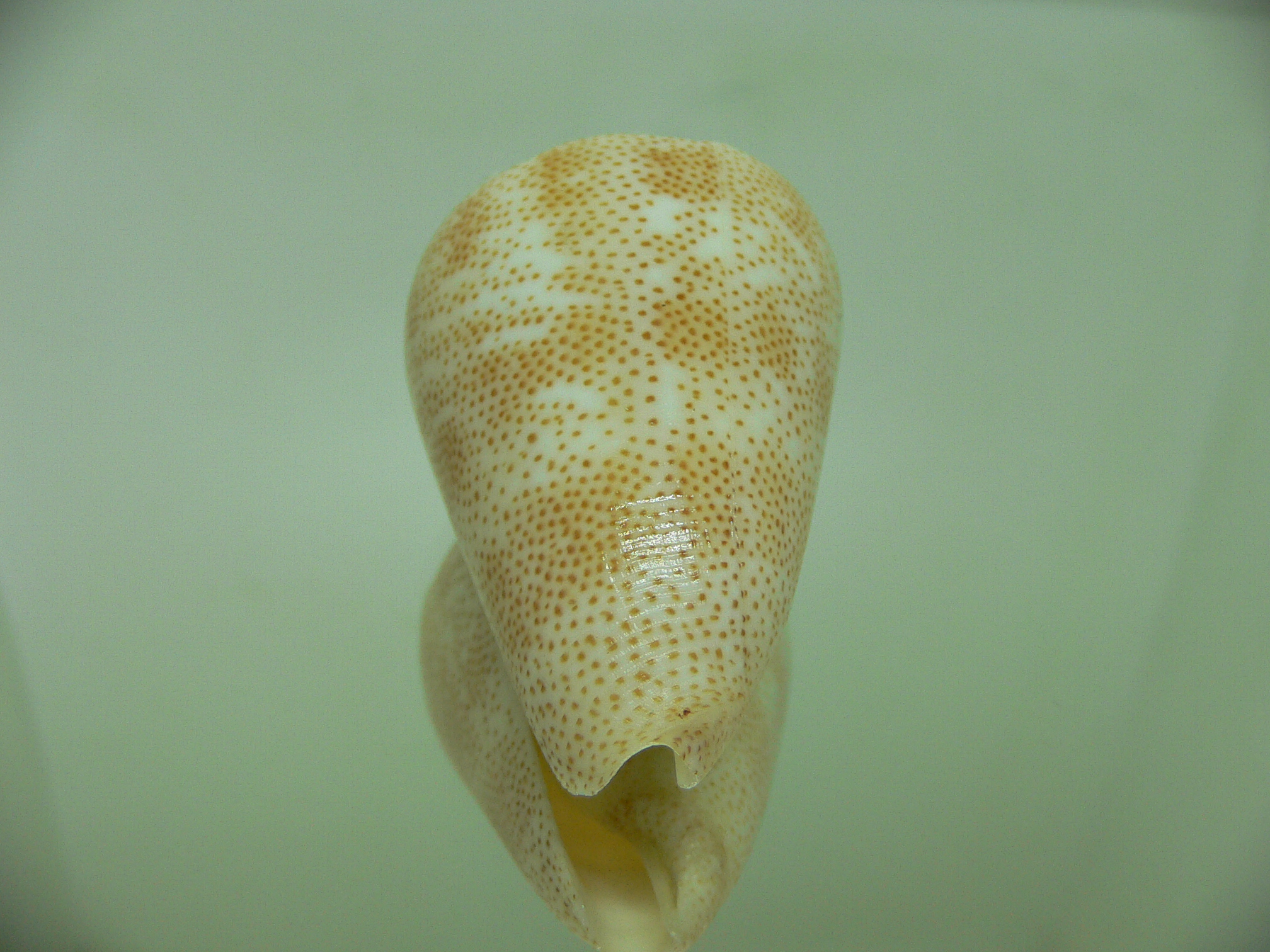 Conus arenatus bizonus (var.) BIG