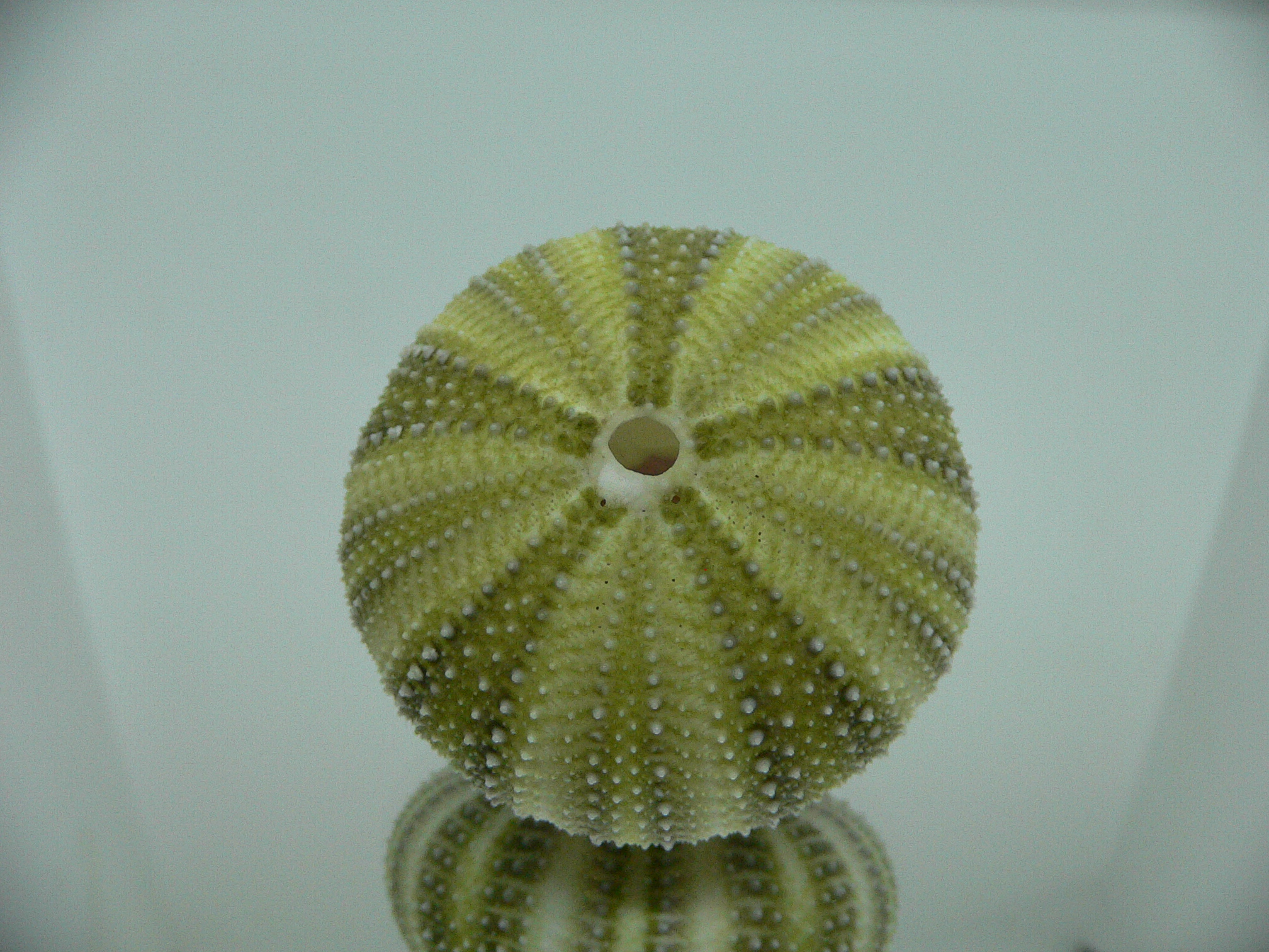 Strongylocentrotus pulchellus LIGHT