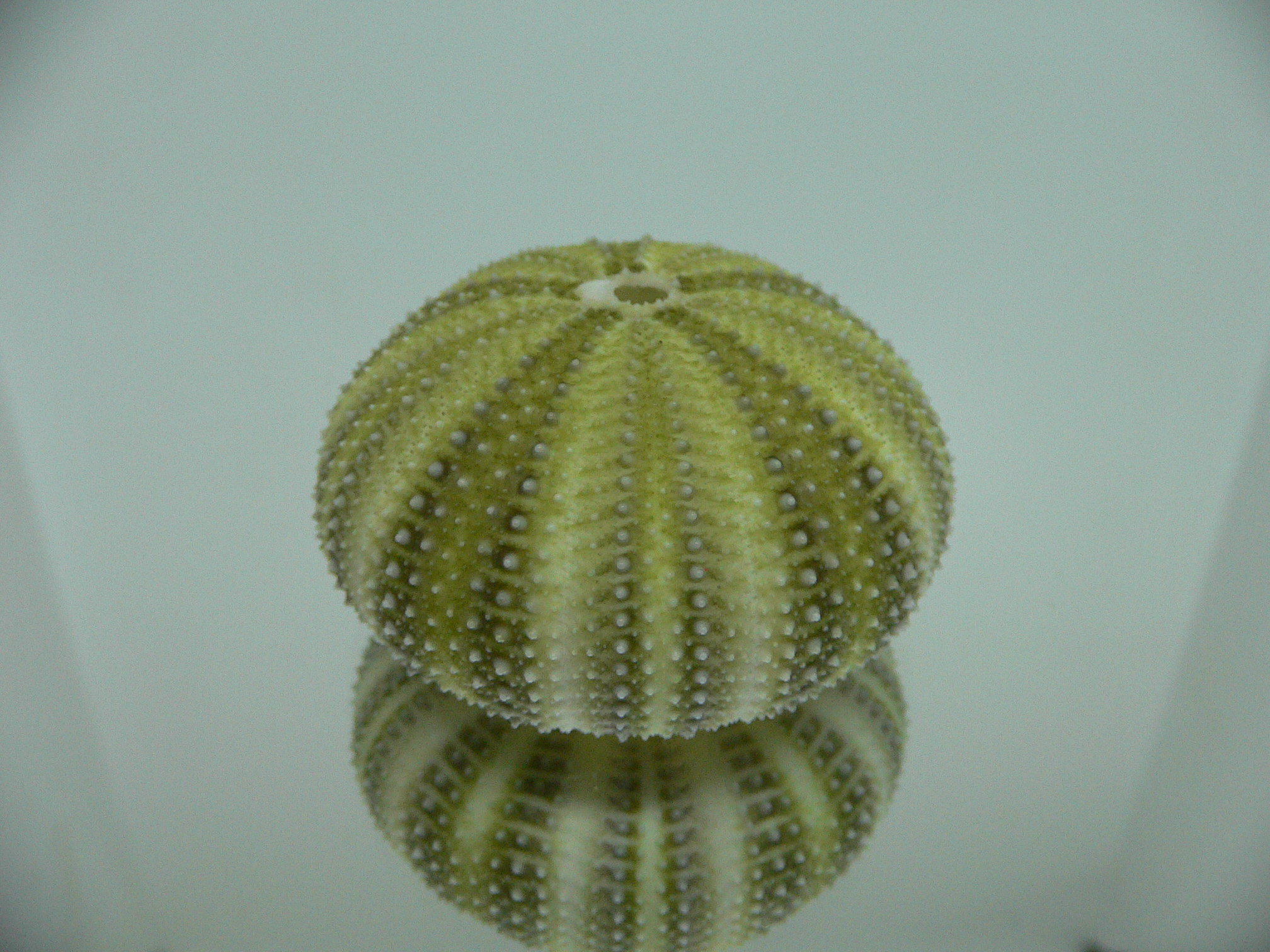 Strongylocentrotus pulchellus LIGHT