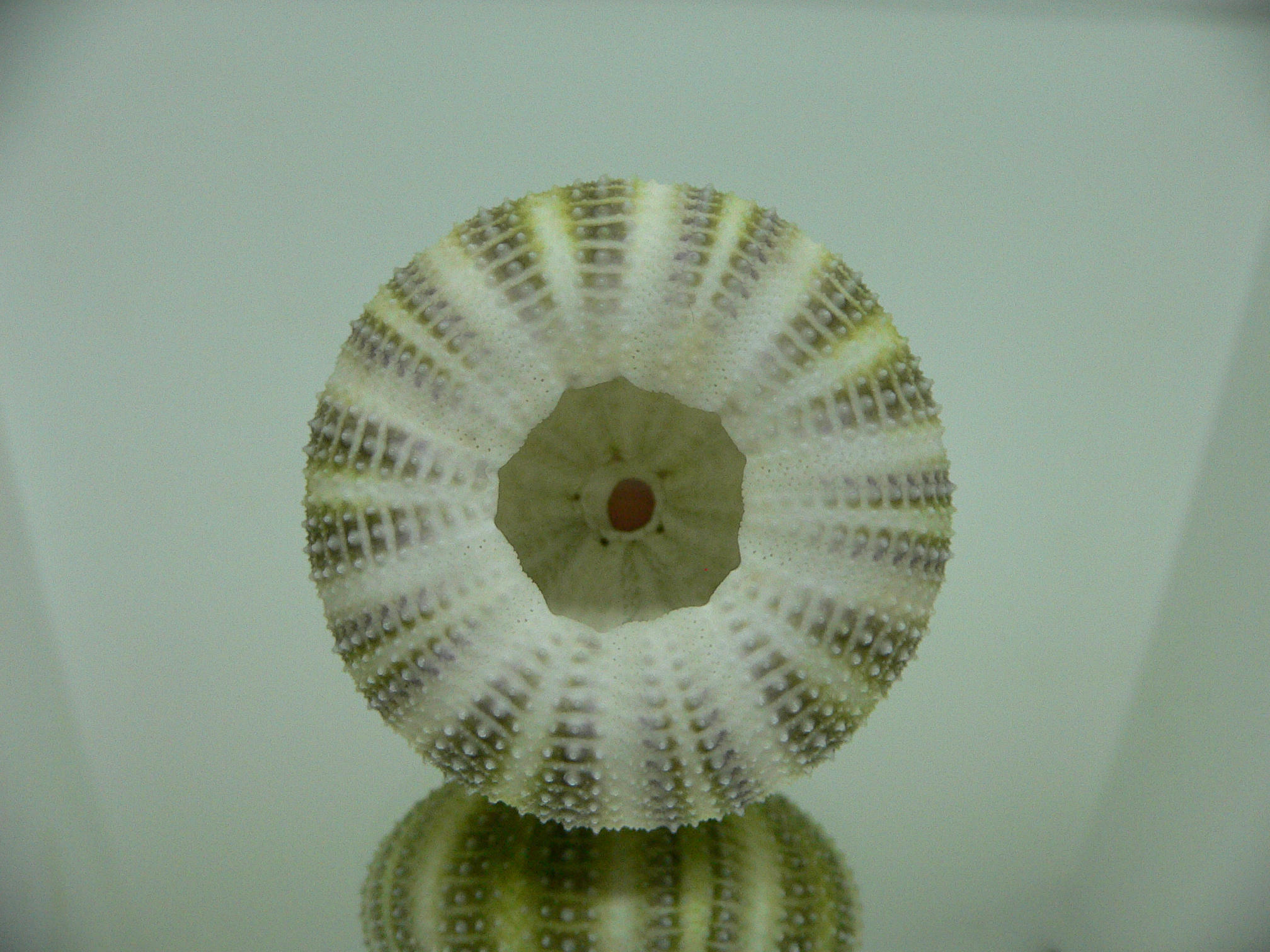 Strongylocentrotus pulchellus LIGHT