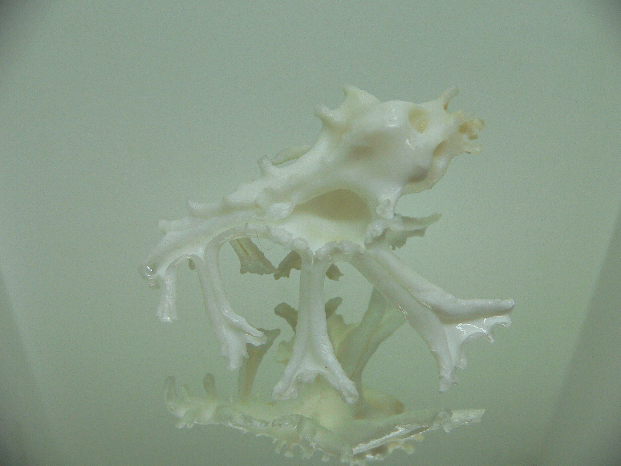 Homalocantha zamboi LONG BRANCHES