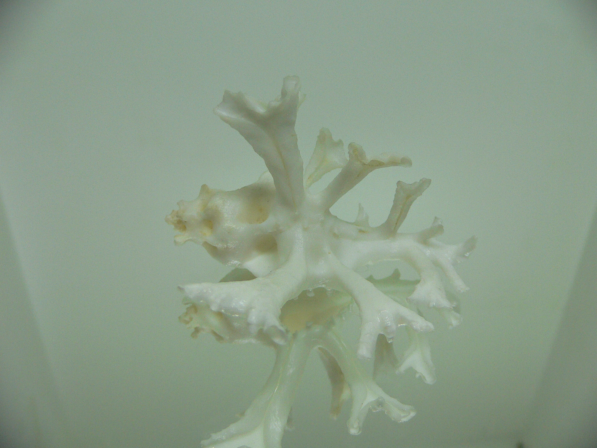 Homalocantha zamboi LONG BRANCHES