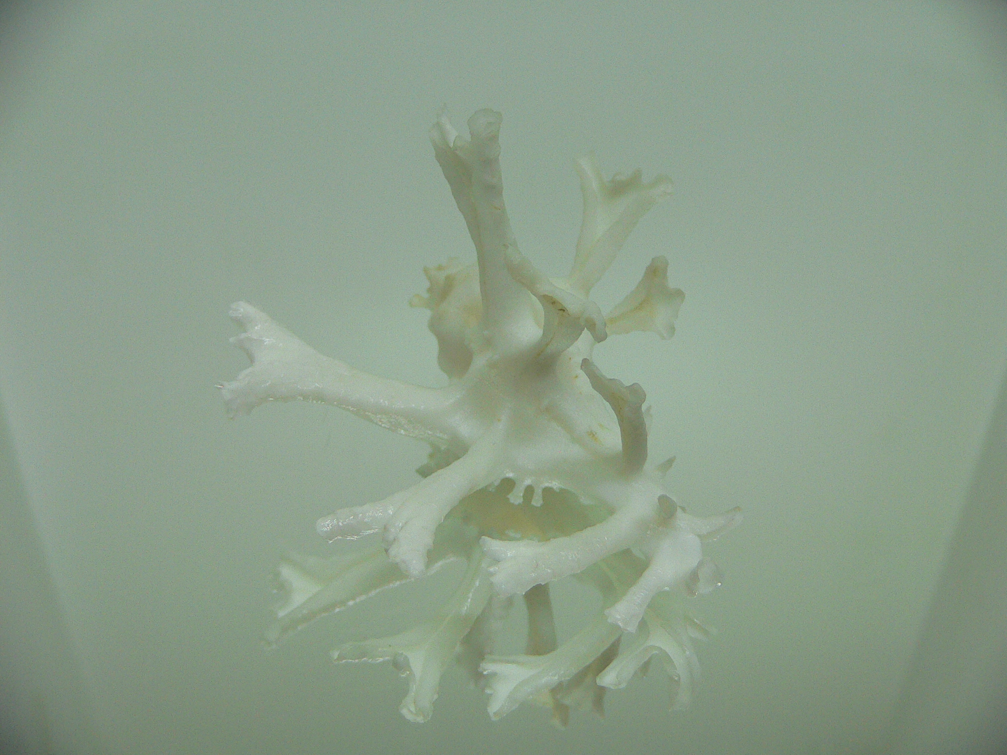 Homalocantha zamboi LONG BRANCHES