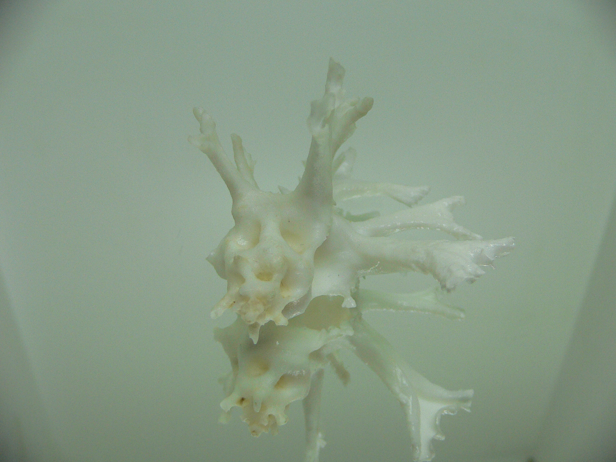 Homalocantha zamboi LONG BRANCHES