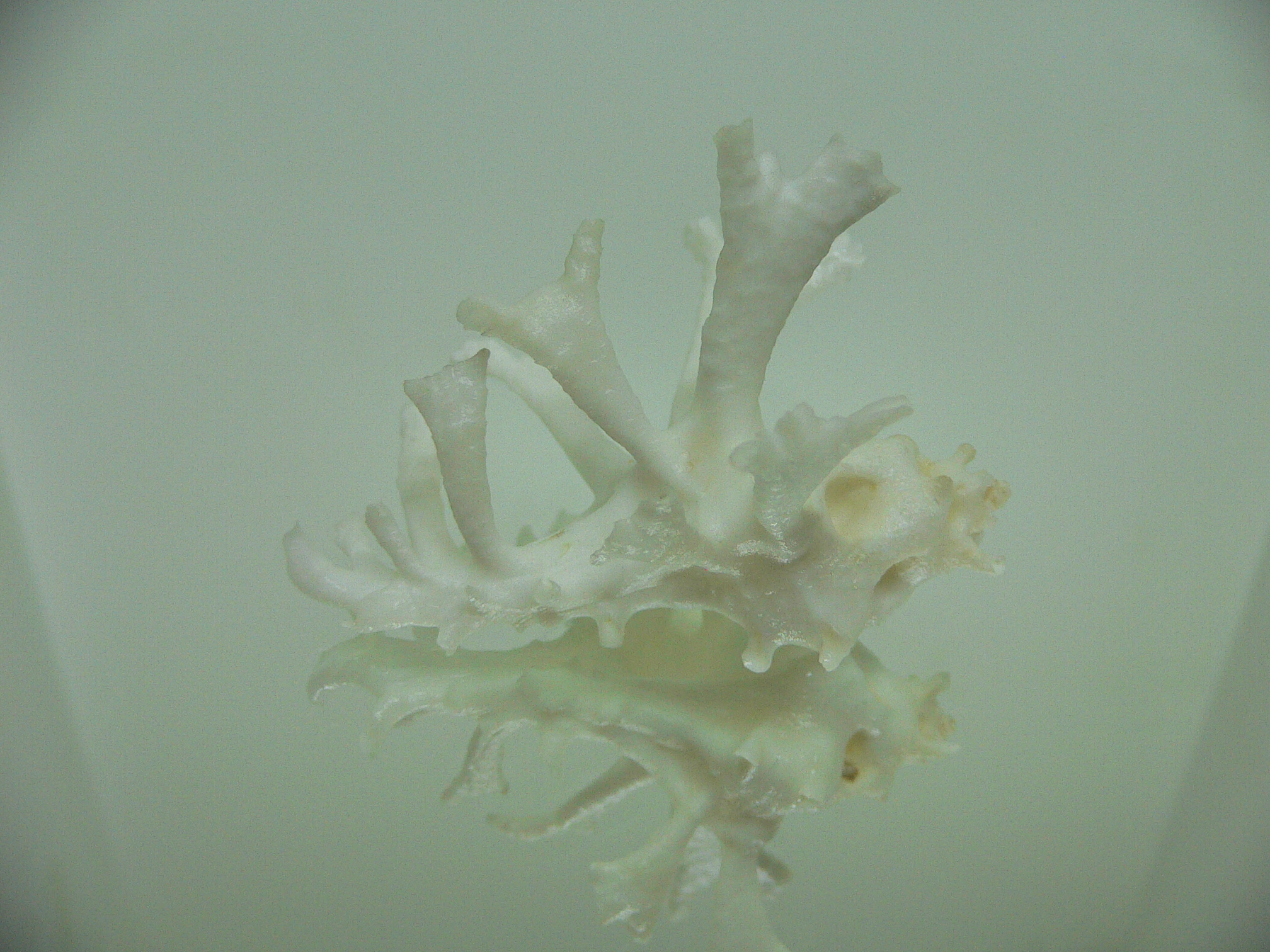 Homalocantha zamboi LONG BRANCHES