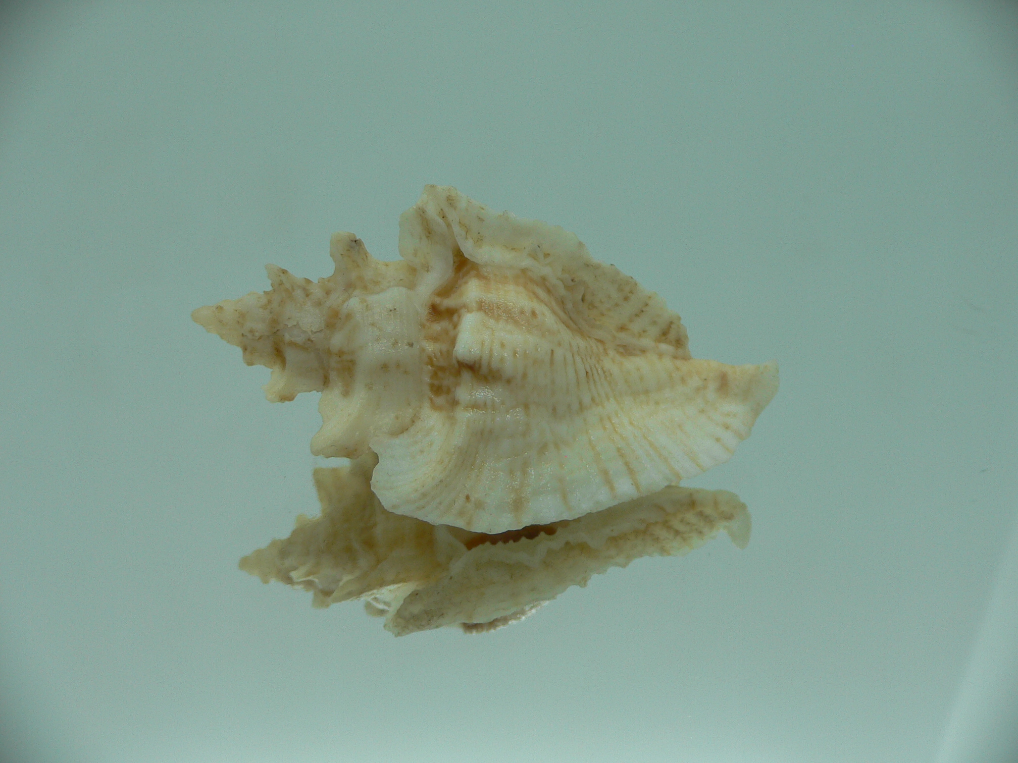 Pterochelus triformis BEIGE