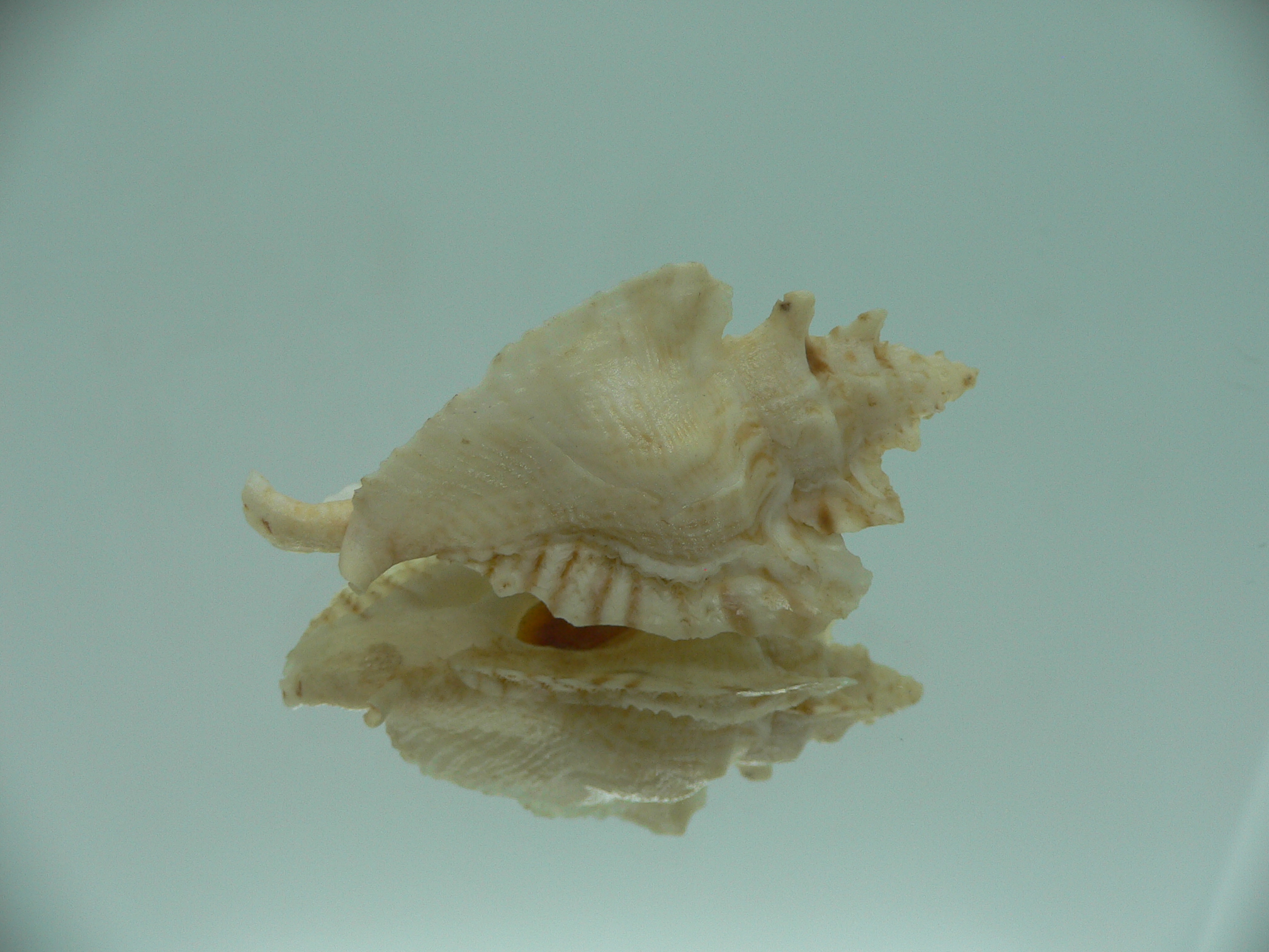 Pterochelus triformis BEIGE