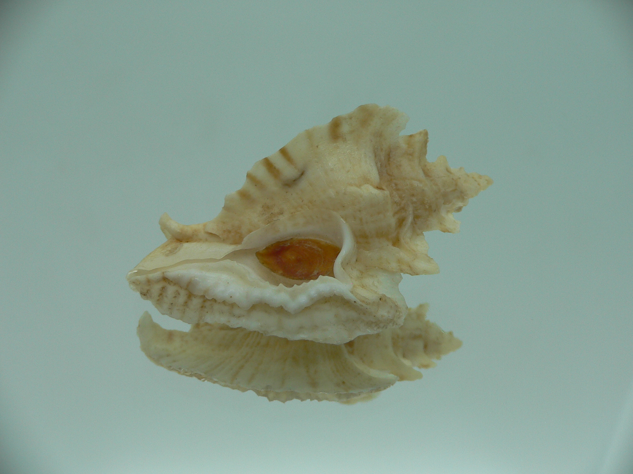 Pterochelus triformis BEIGE