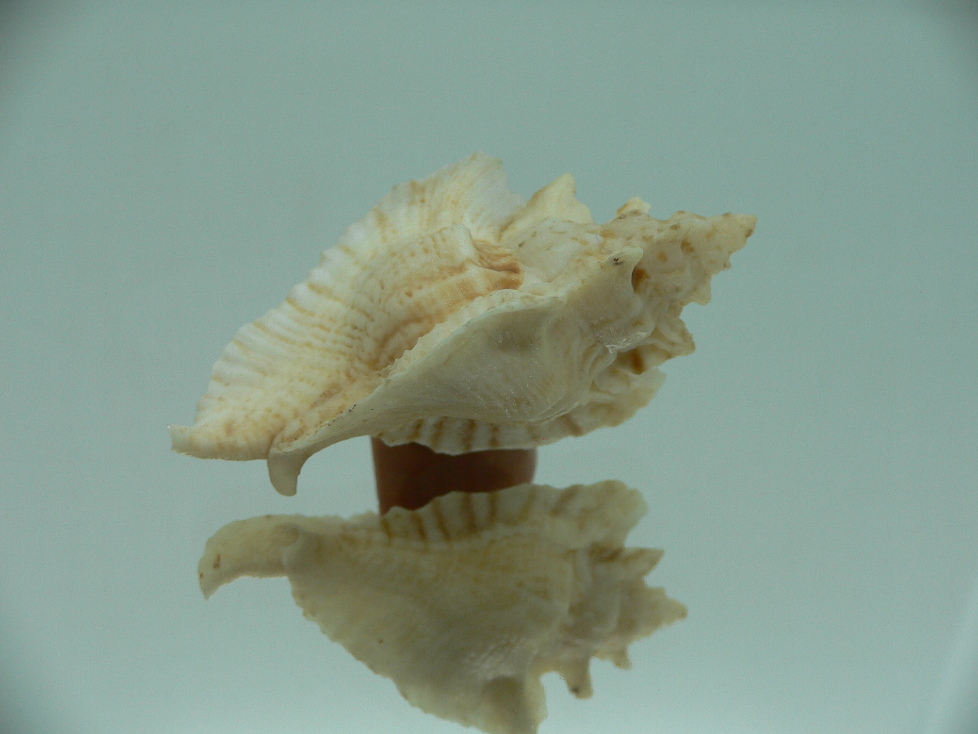 Pterochelus triformis BEIGE